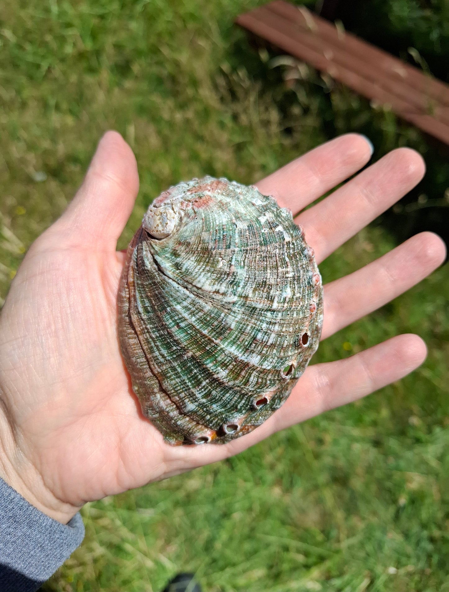 Abalone Shell, (Ref: SH1)