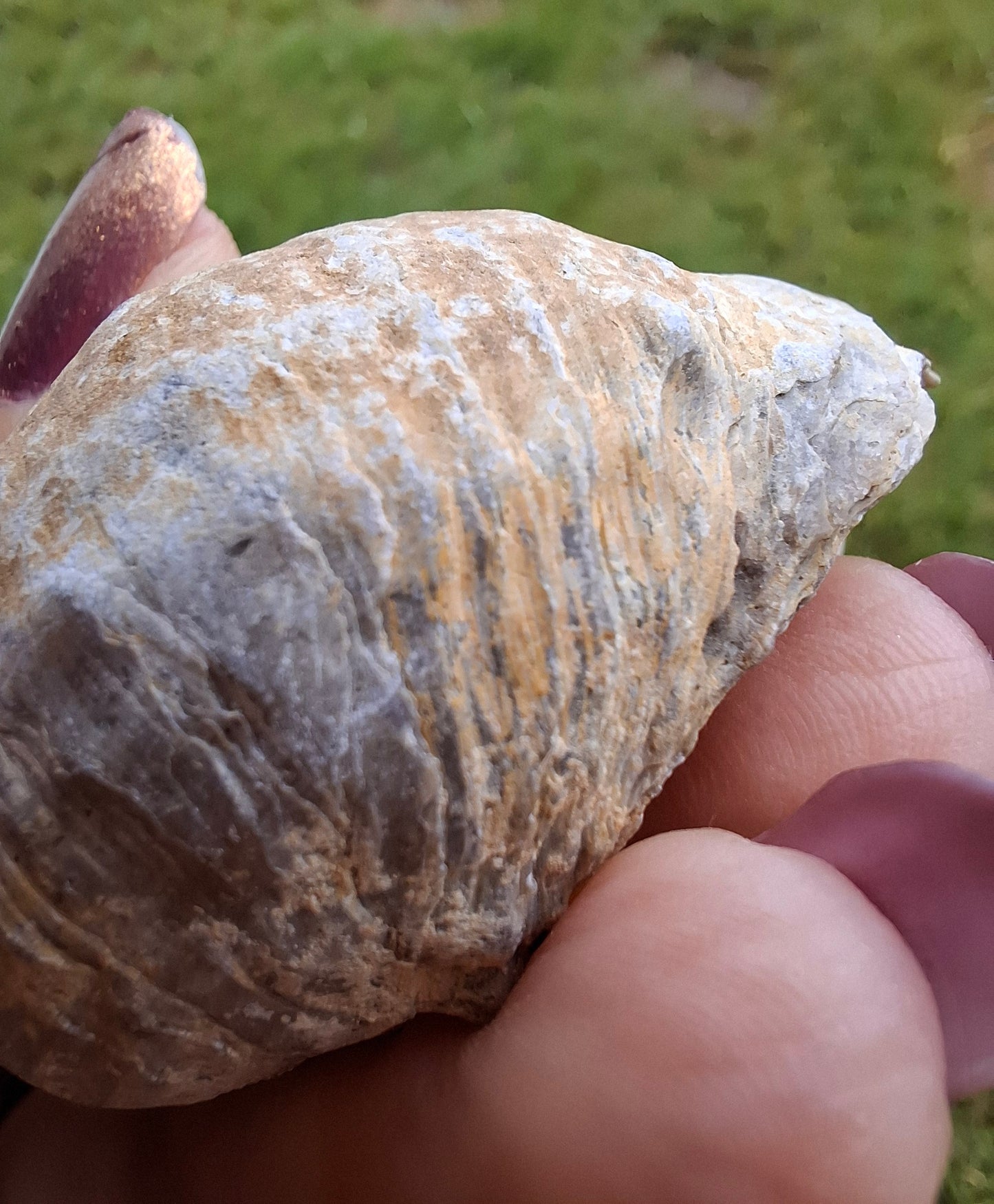 Gryphaea (Devil's Toenail), 57.53g, Fossil (Ref: G2)