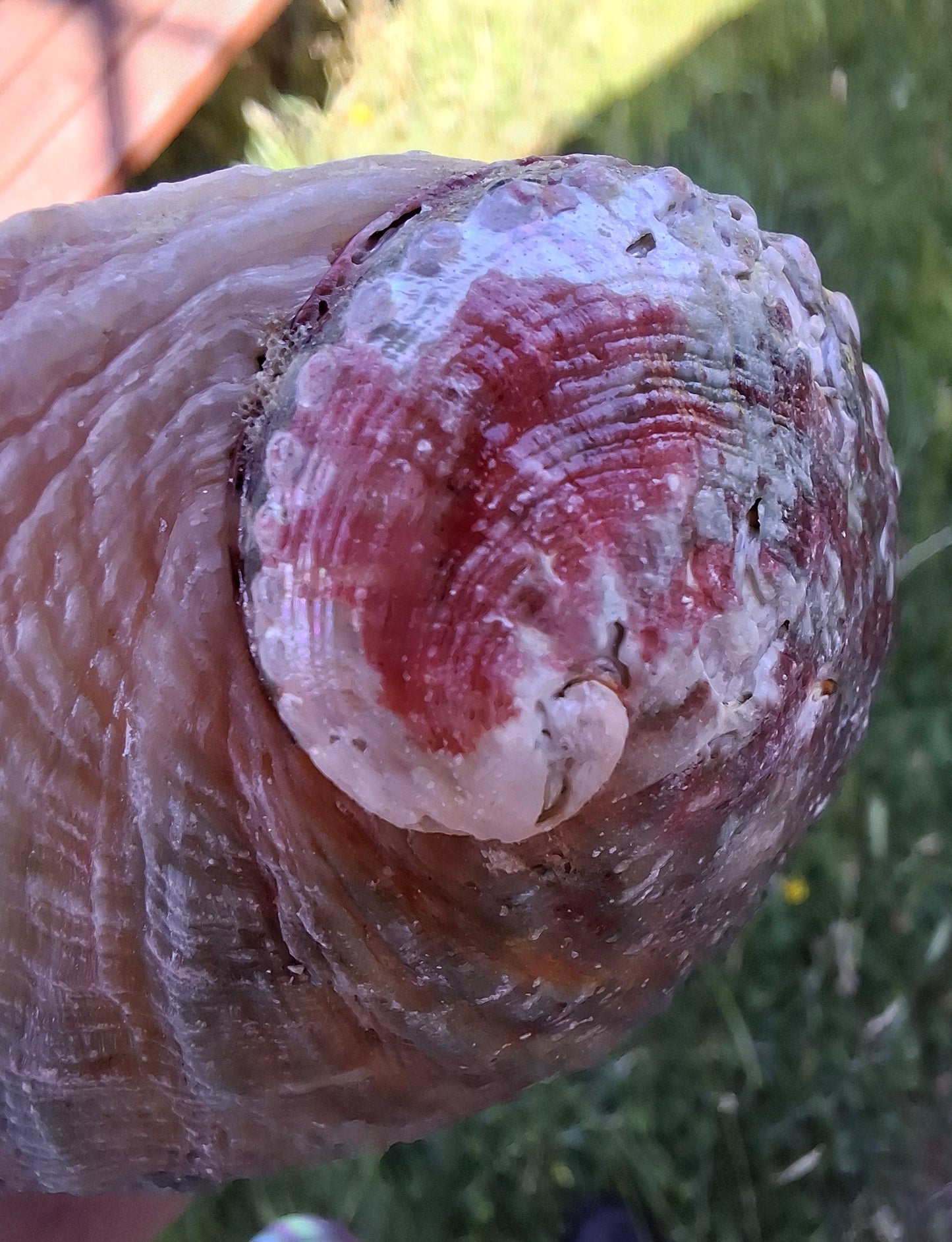 Abalone Shell, (Ref: SH2)