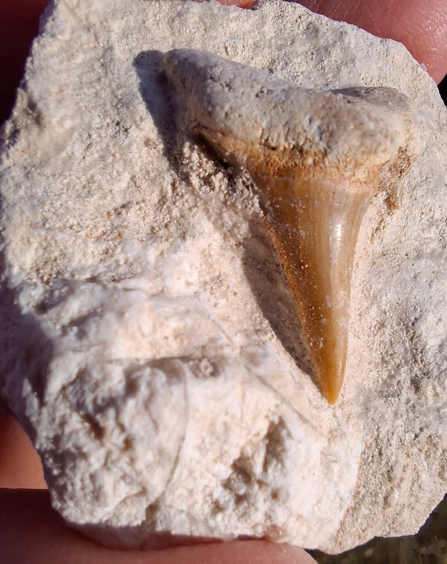 Otodus Shark Tooth in Rock, Fossil (Ref: OT2)