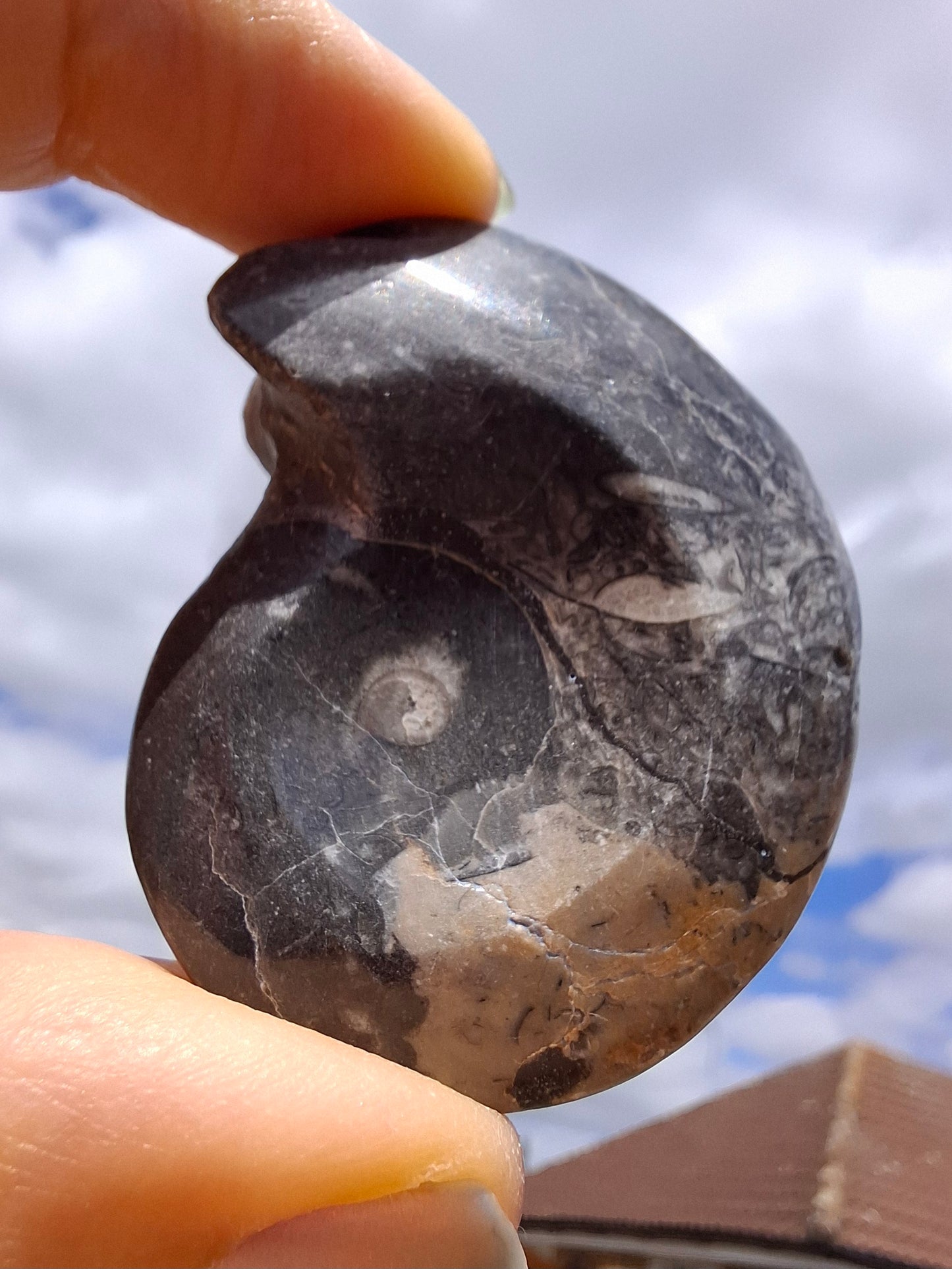 Goniatite, Fossil (Ref: GA9)