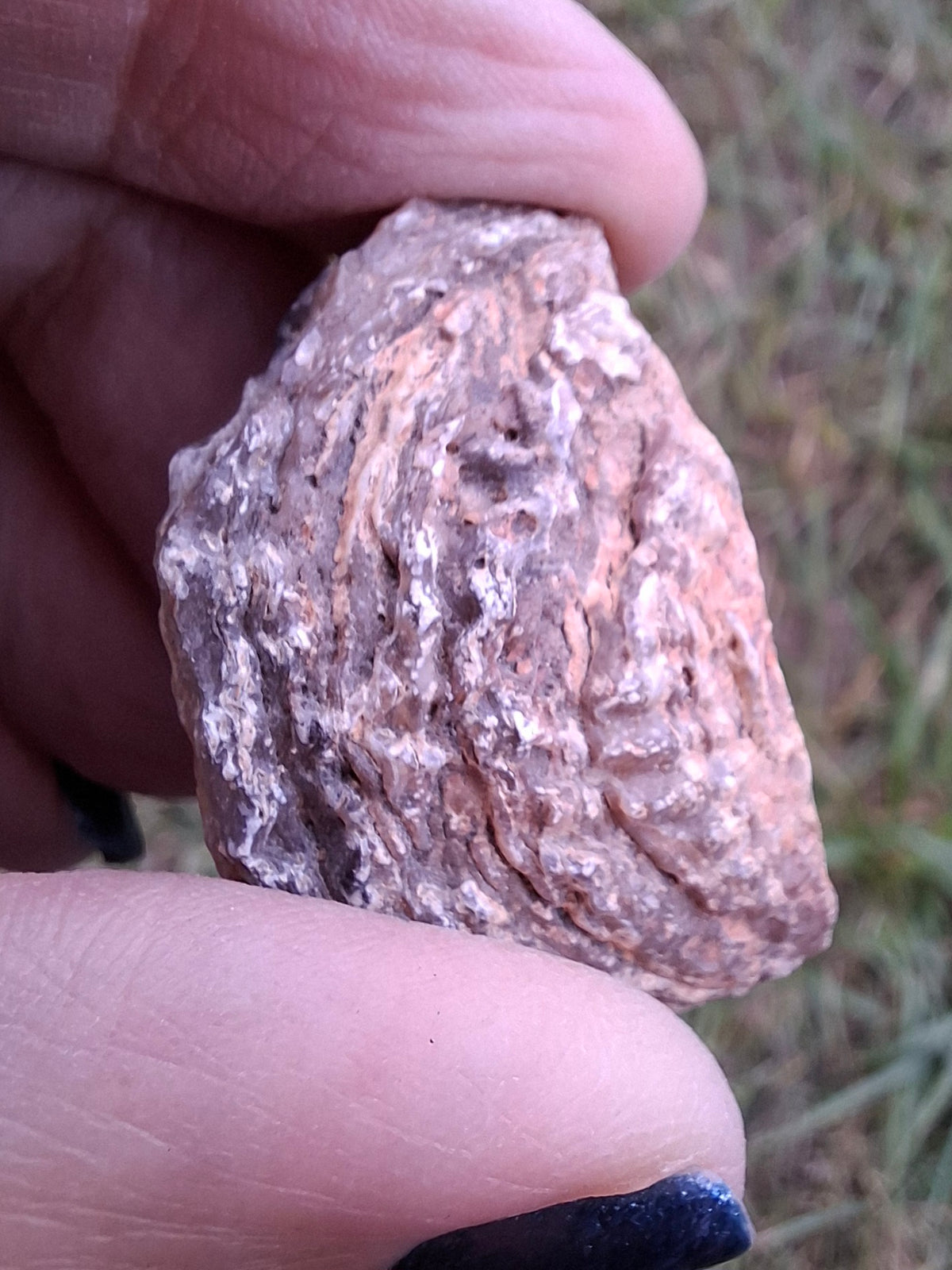 Chalcedony Oyster, Fossil (Ref: FO7)