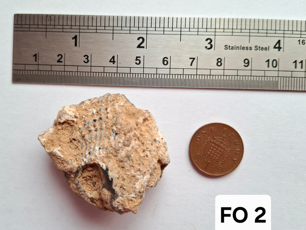 Chalcedony Oyster, Fossil (Ref: FO2)