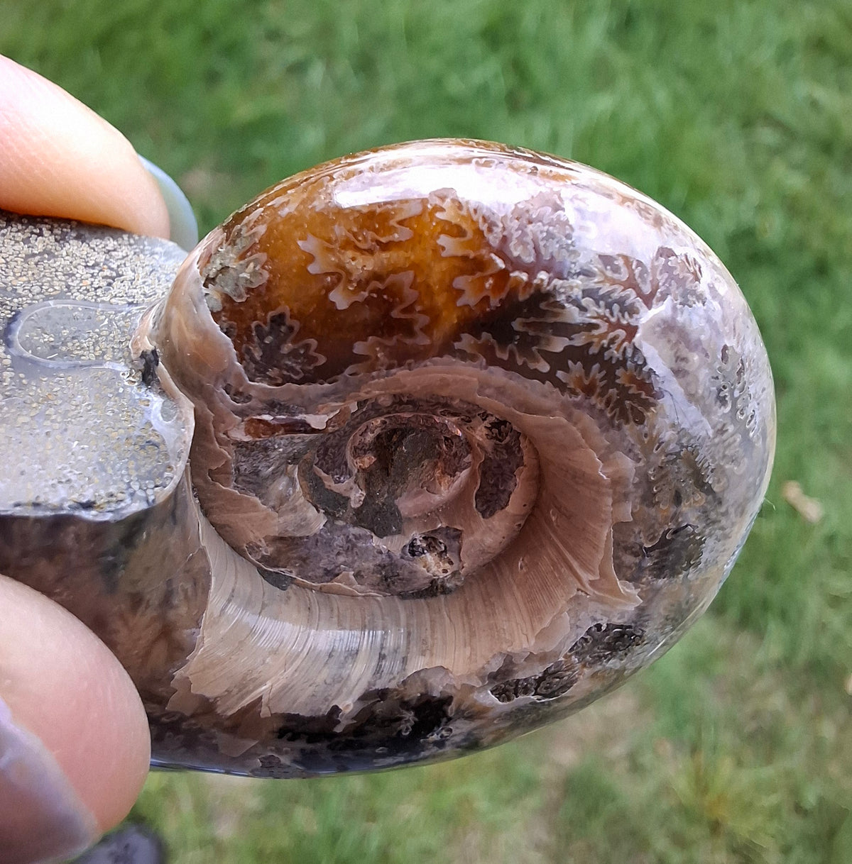 Polished Ammonite, Fossil (Ref: AMM1)
