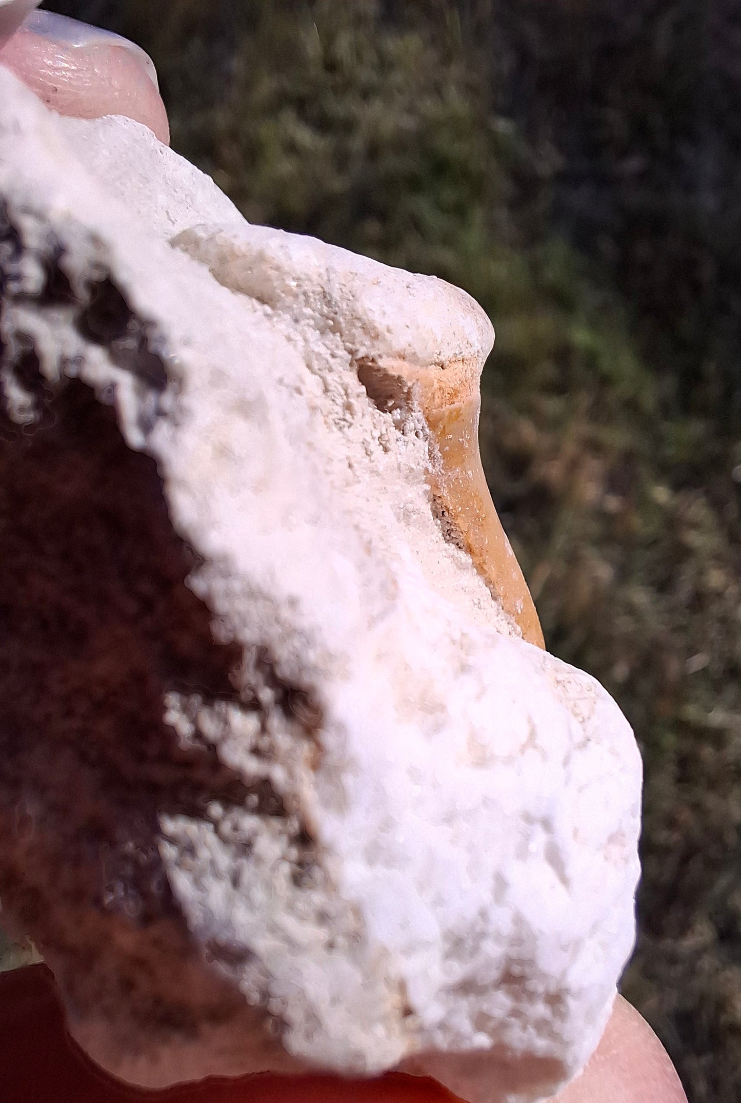 Otodus Shark Tooth in Rock, Fossil (Ref: OT2)