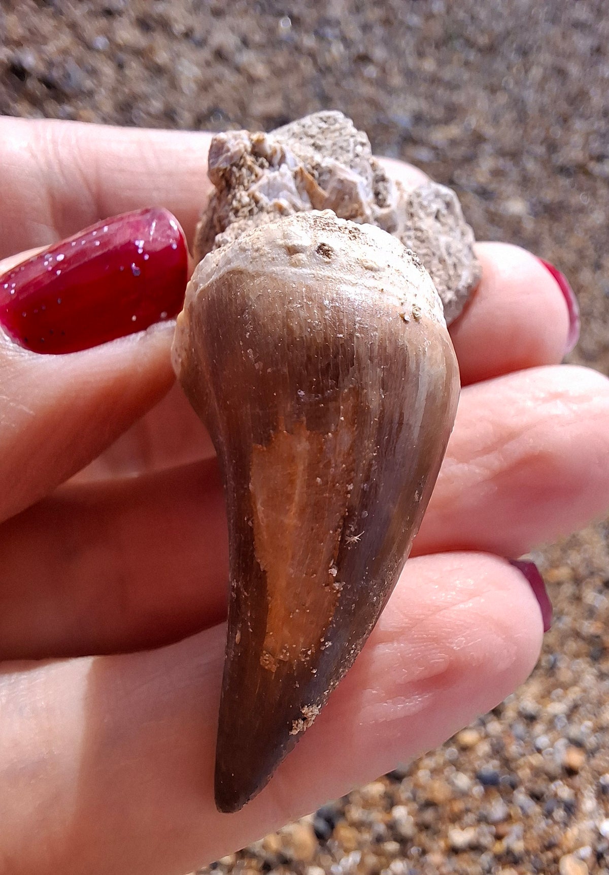 Mosasaurus Tooth with matrix, Fossil, (Ref: MTM1)