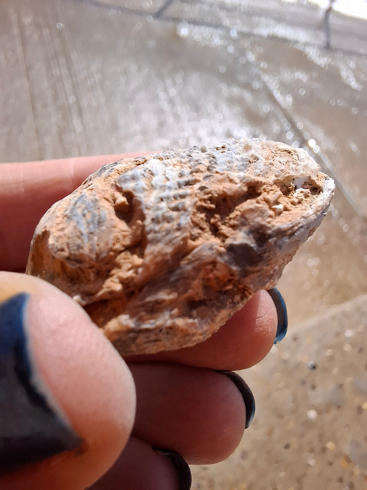 Chalcedony Oyster, Fossil (Ref: FO5)
