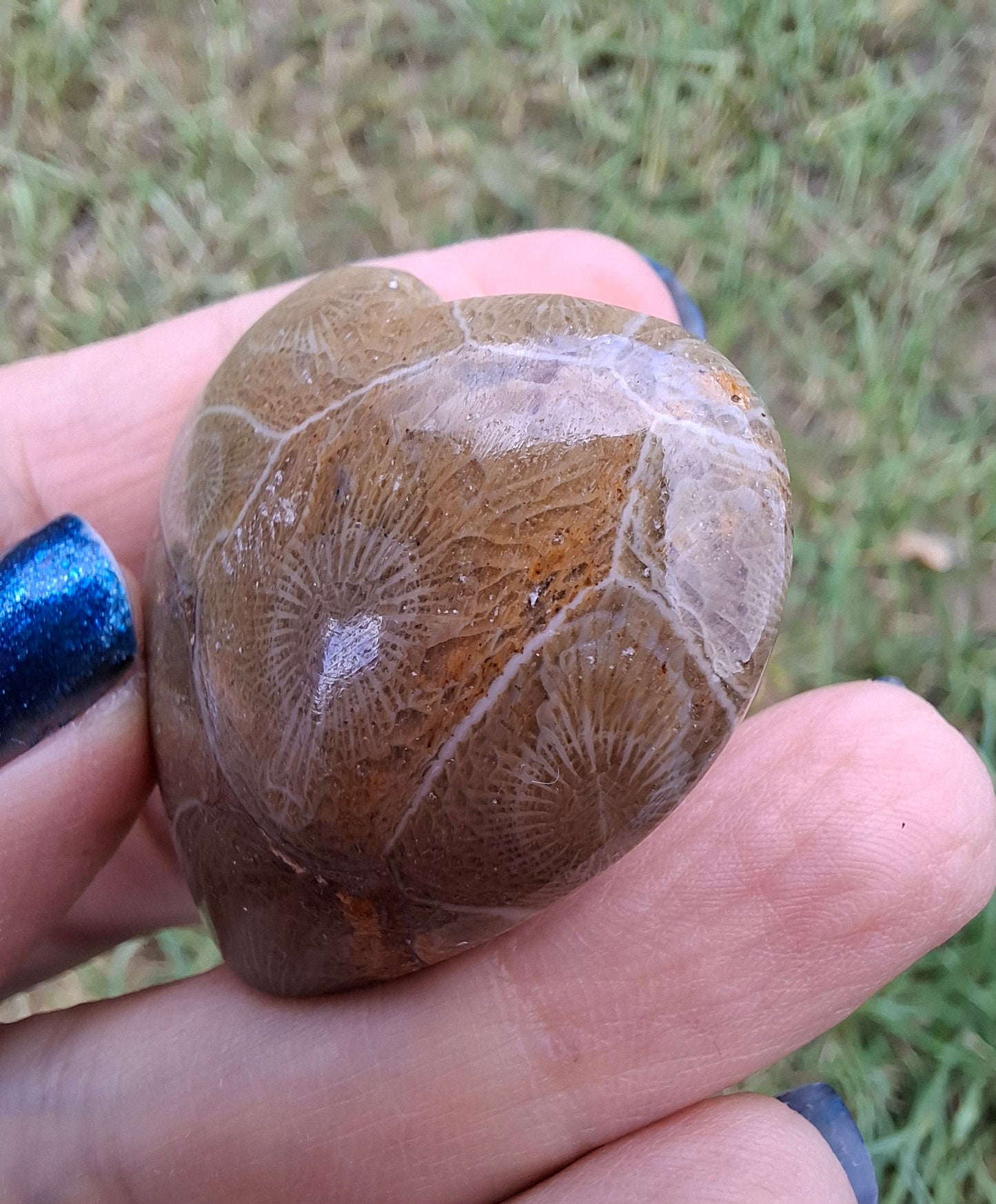 Fossil Coral Heart, (Ref: CoH2)