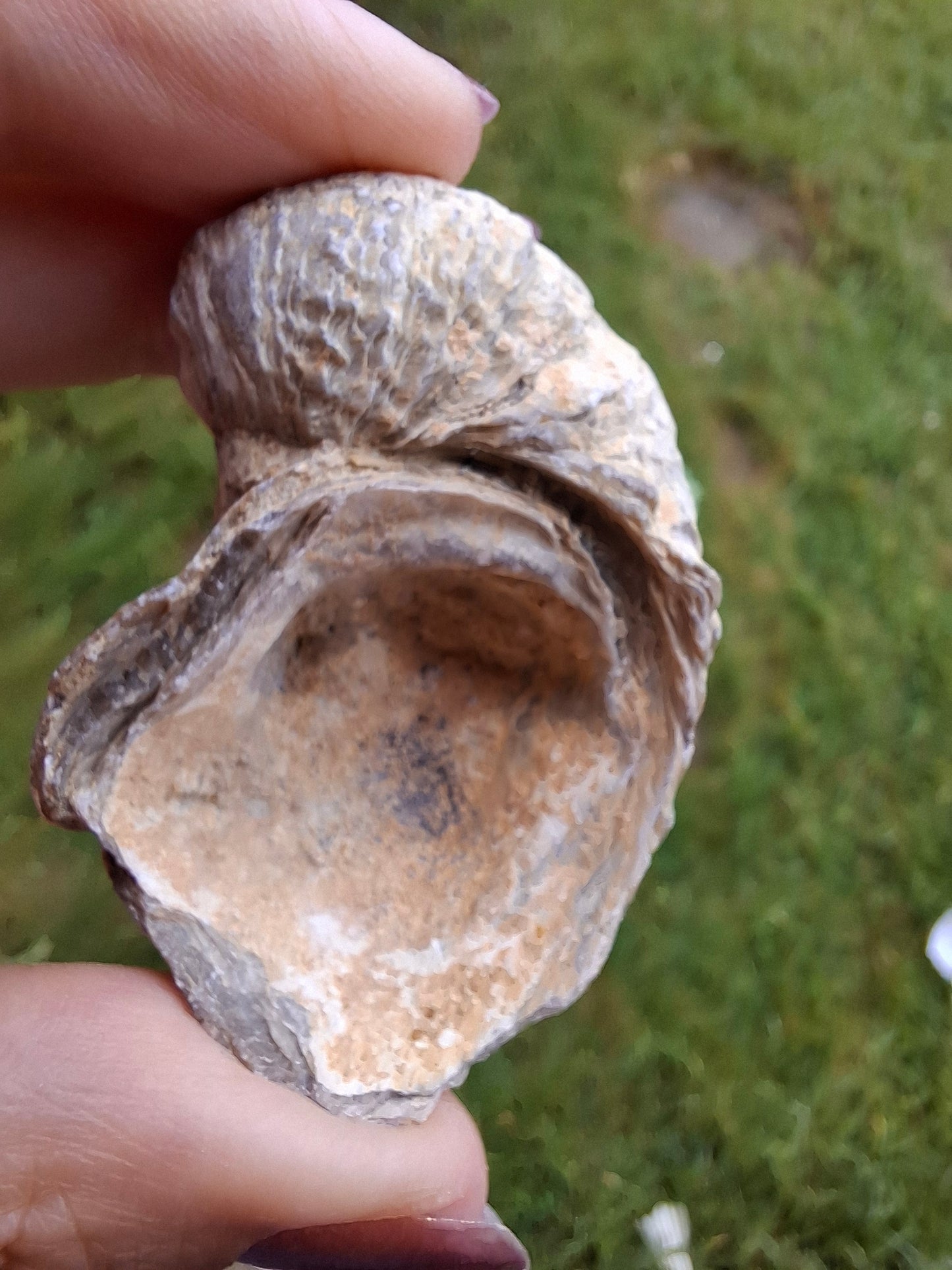 Gryphaea (Devil's Toenail), 57.53g, Fossil (Ref: G2)