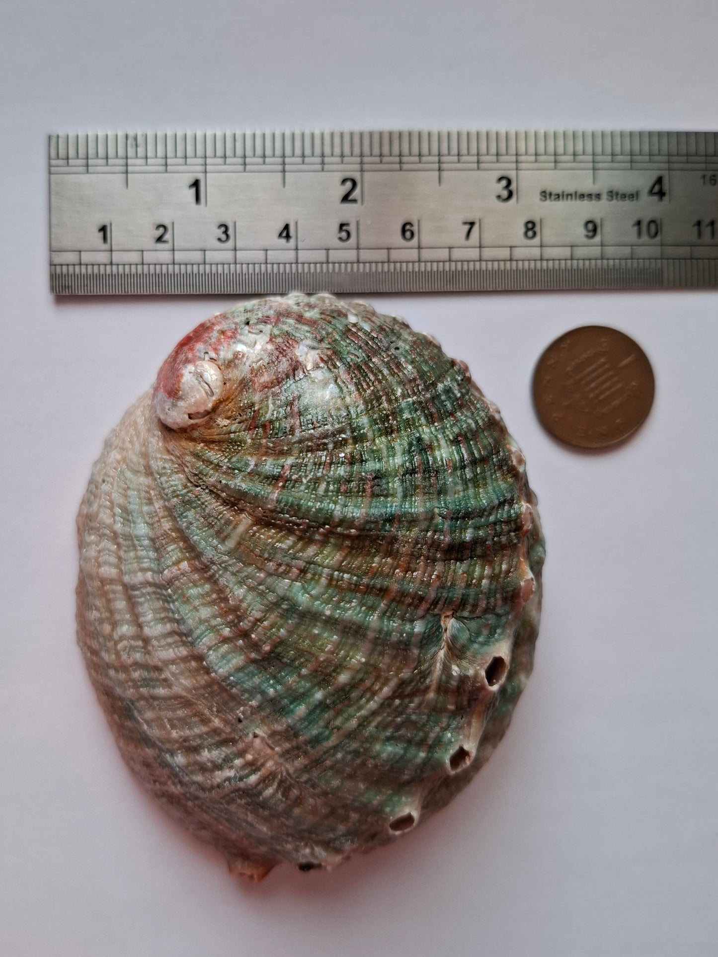 Abalone Shell, (Ref: SH2)