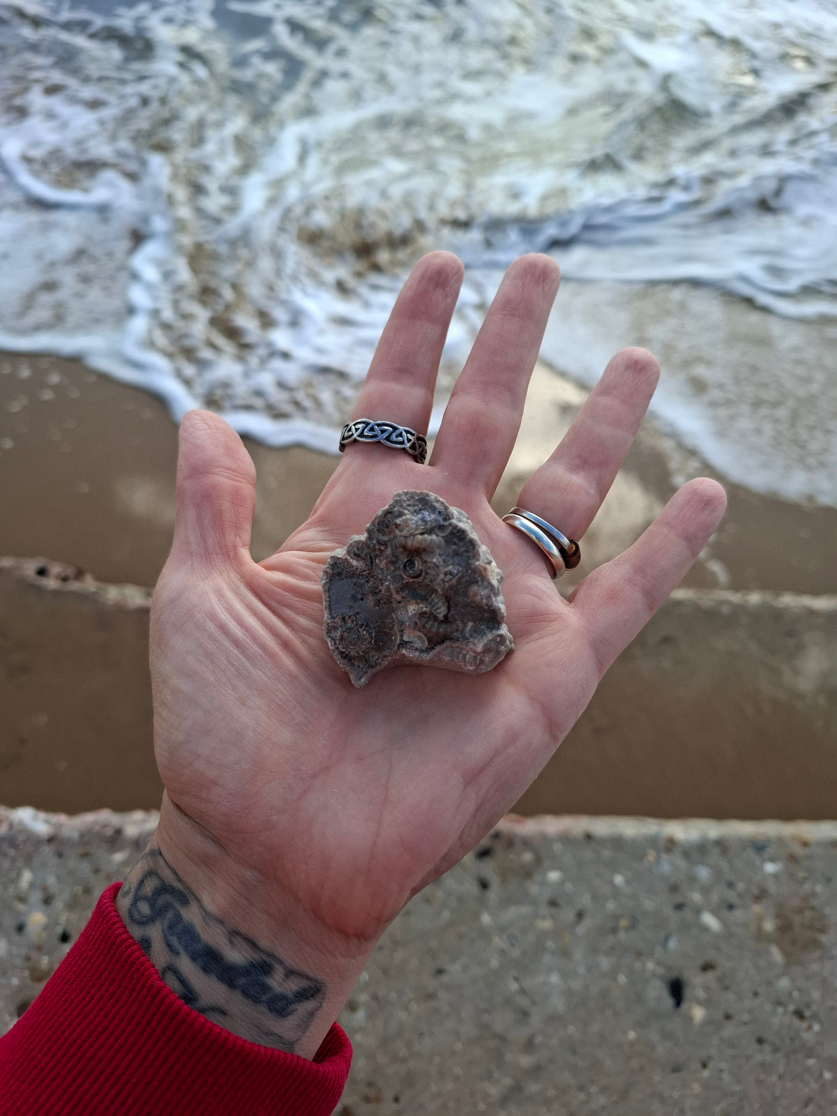 Ammonite Cluster, Fossil (Ref: ACL1)
