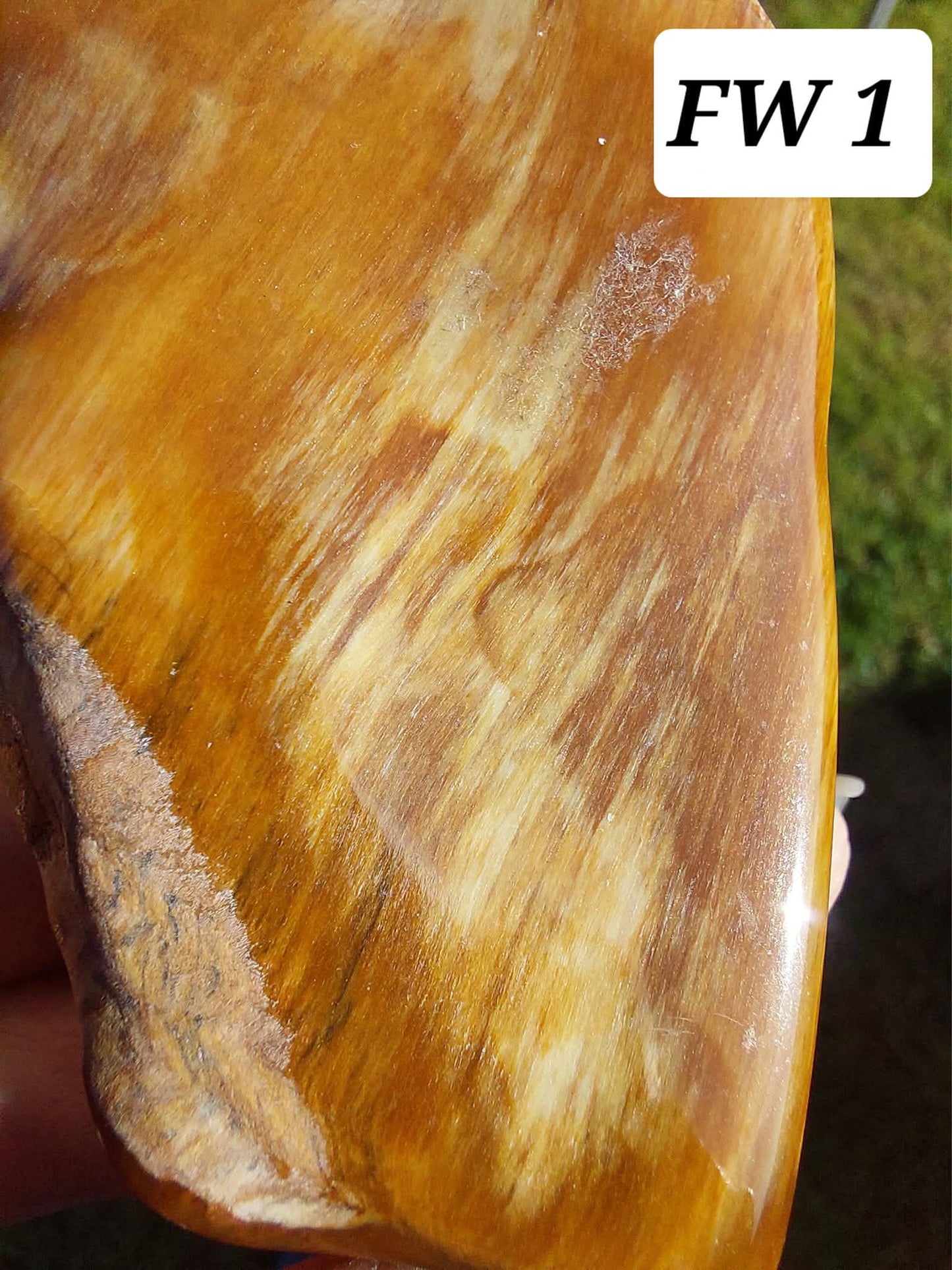 Fossilised Wood (polished), 74.86g, Fossil (Ref: FE1)