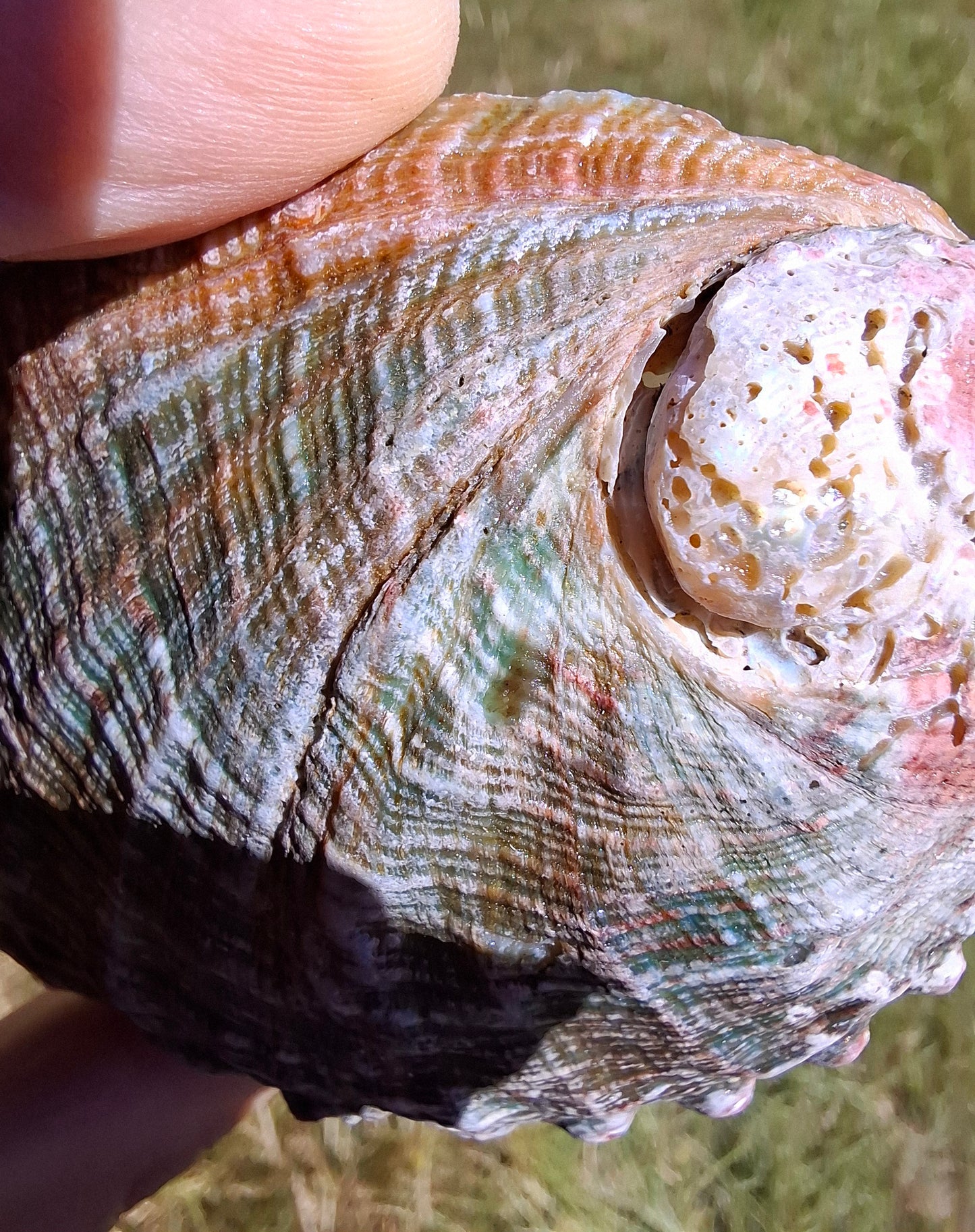 Abalone Shell, (Ref: SH1)