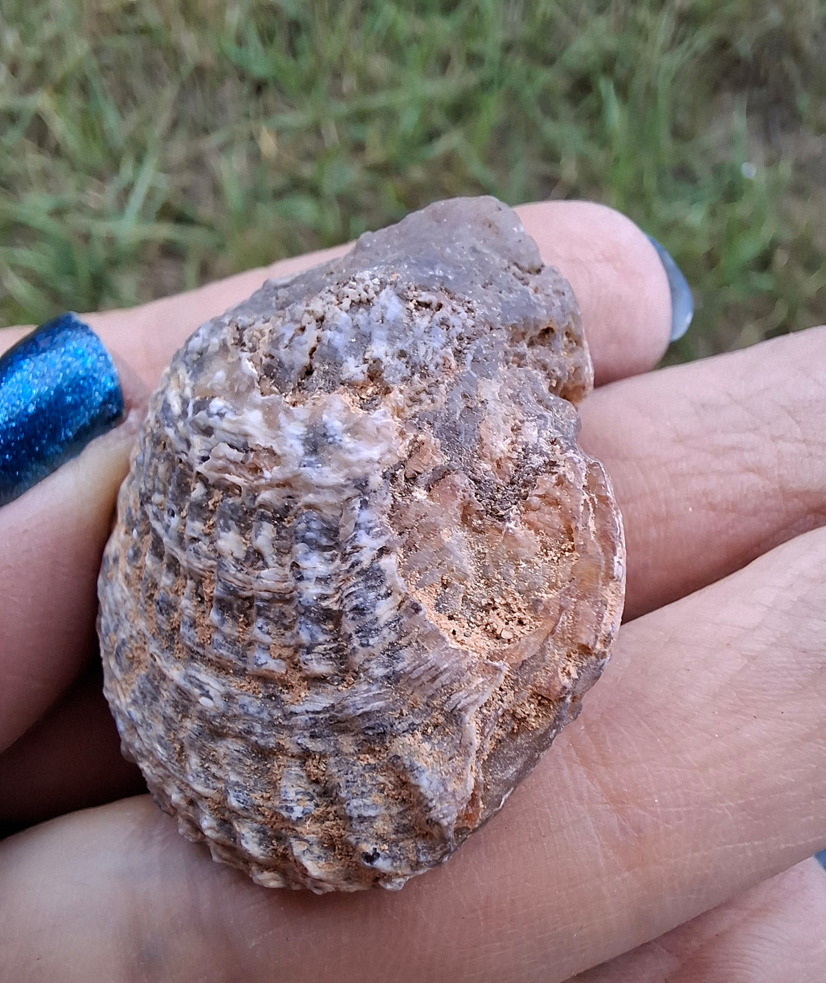 Chalcedony Oyster, Fossil (Ref: FO10)