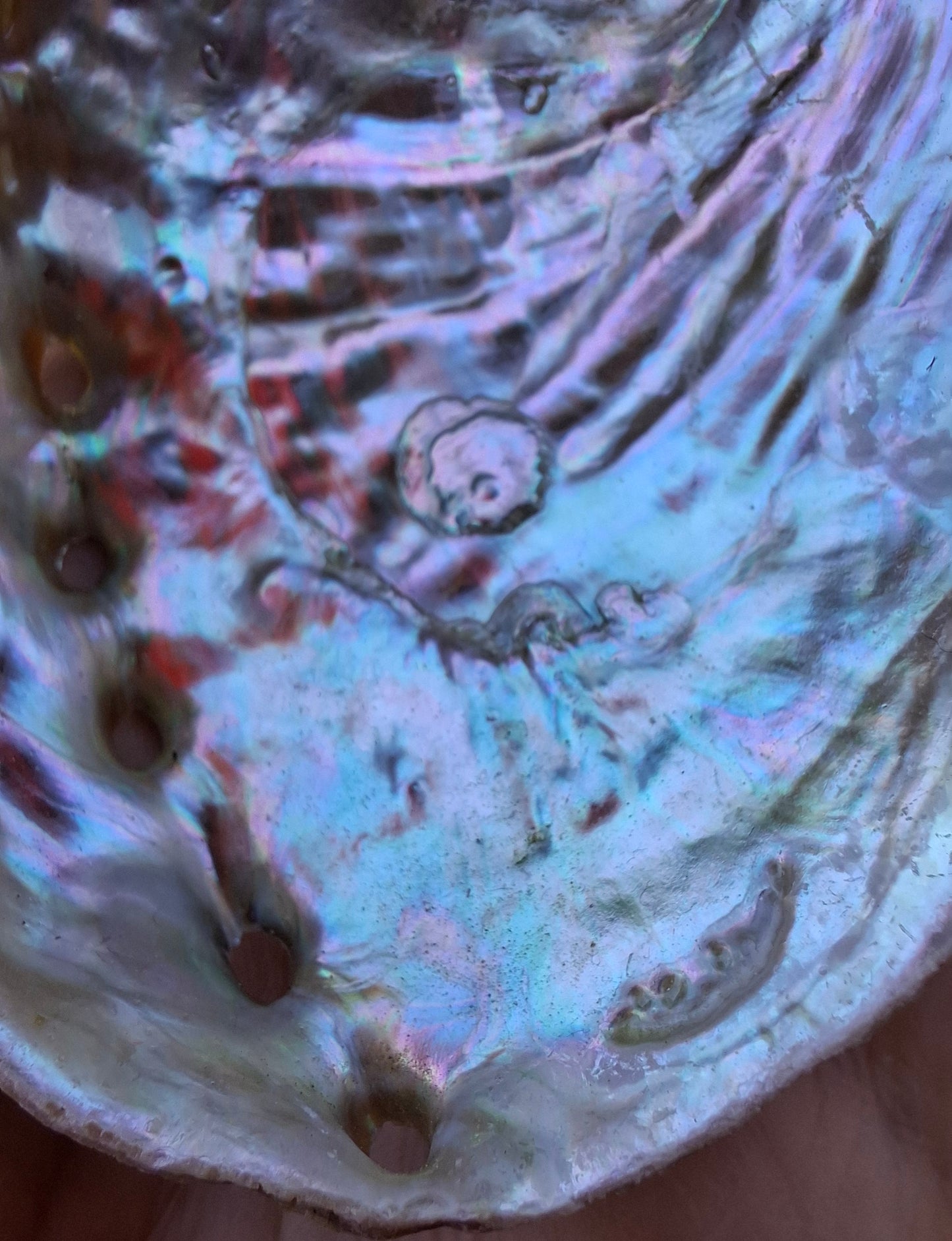 Abalone Shell, (Ref: SH2)