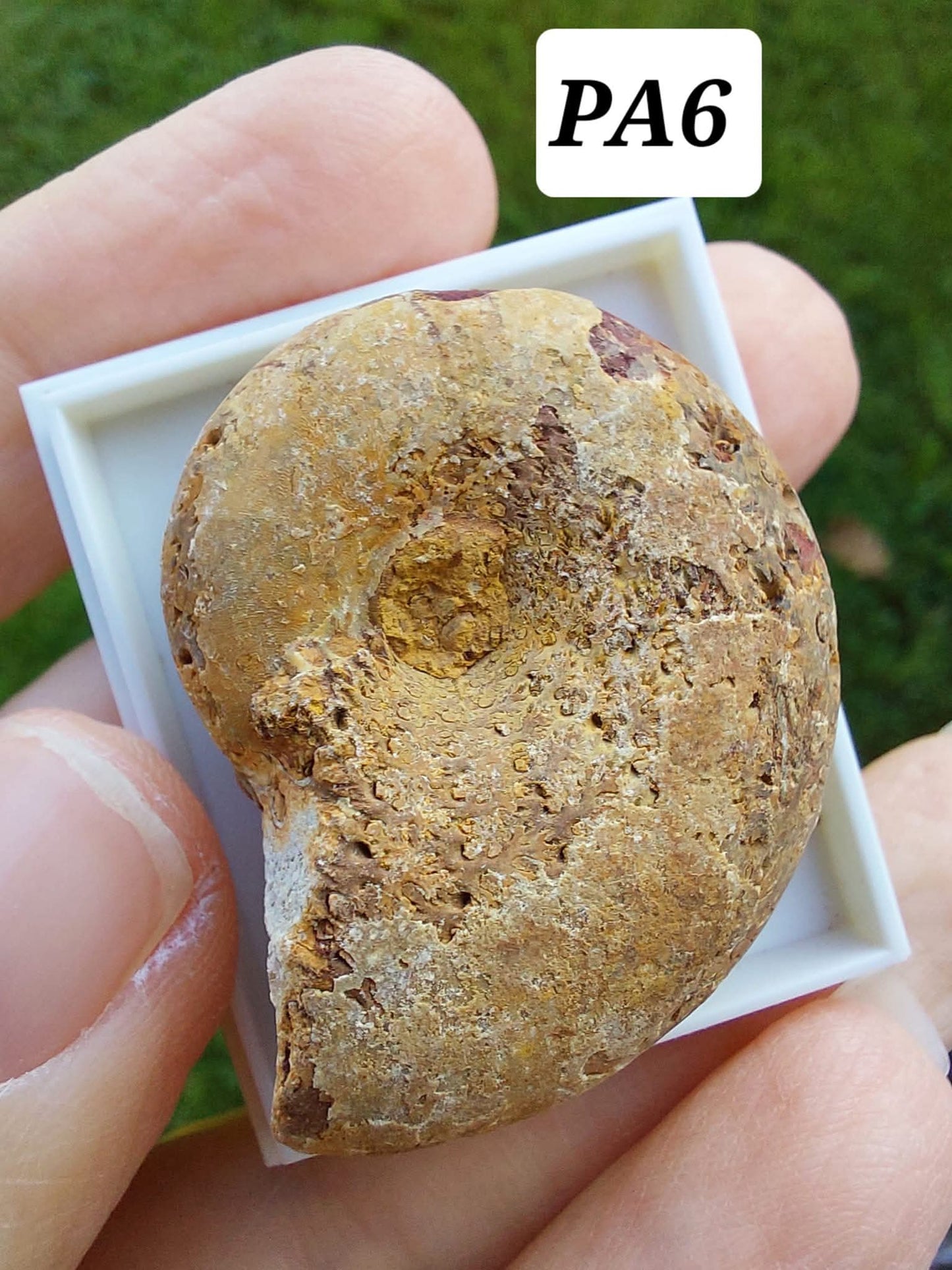 Phylloceras Ammonite, Fossil (Ref: PA6)