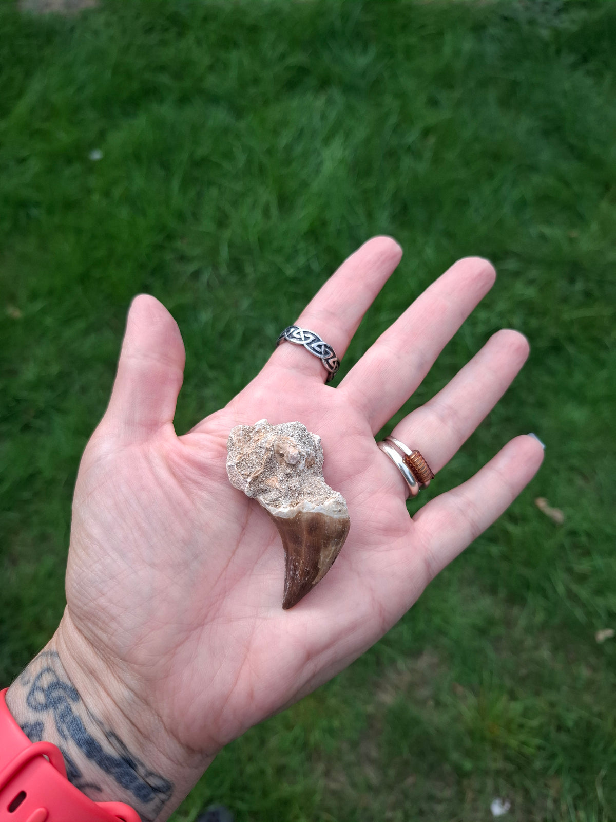Mosasaurus Tooth with matrix, Fossil, (Ref: MTM1)