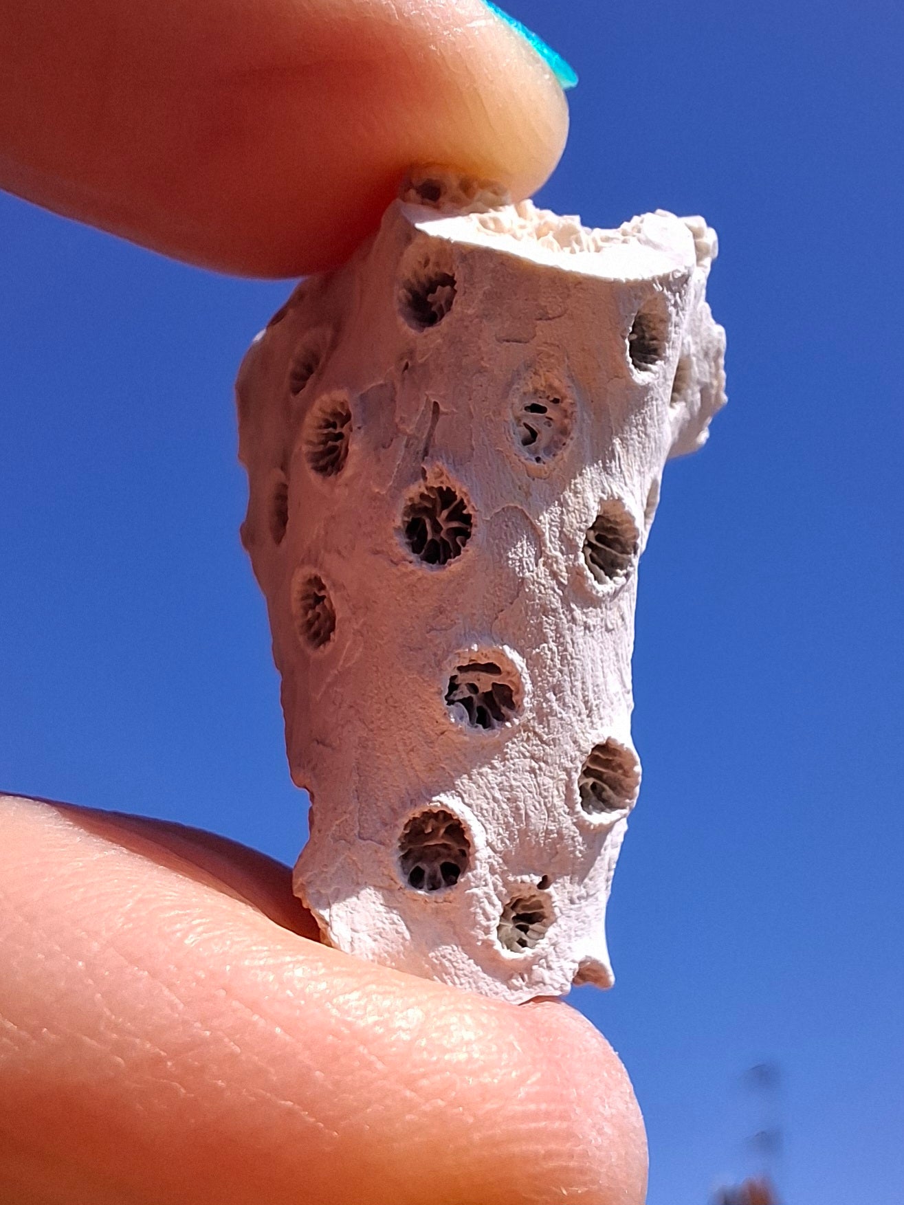 Fossil Coral, (Ref: FC1)