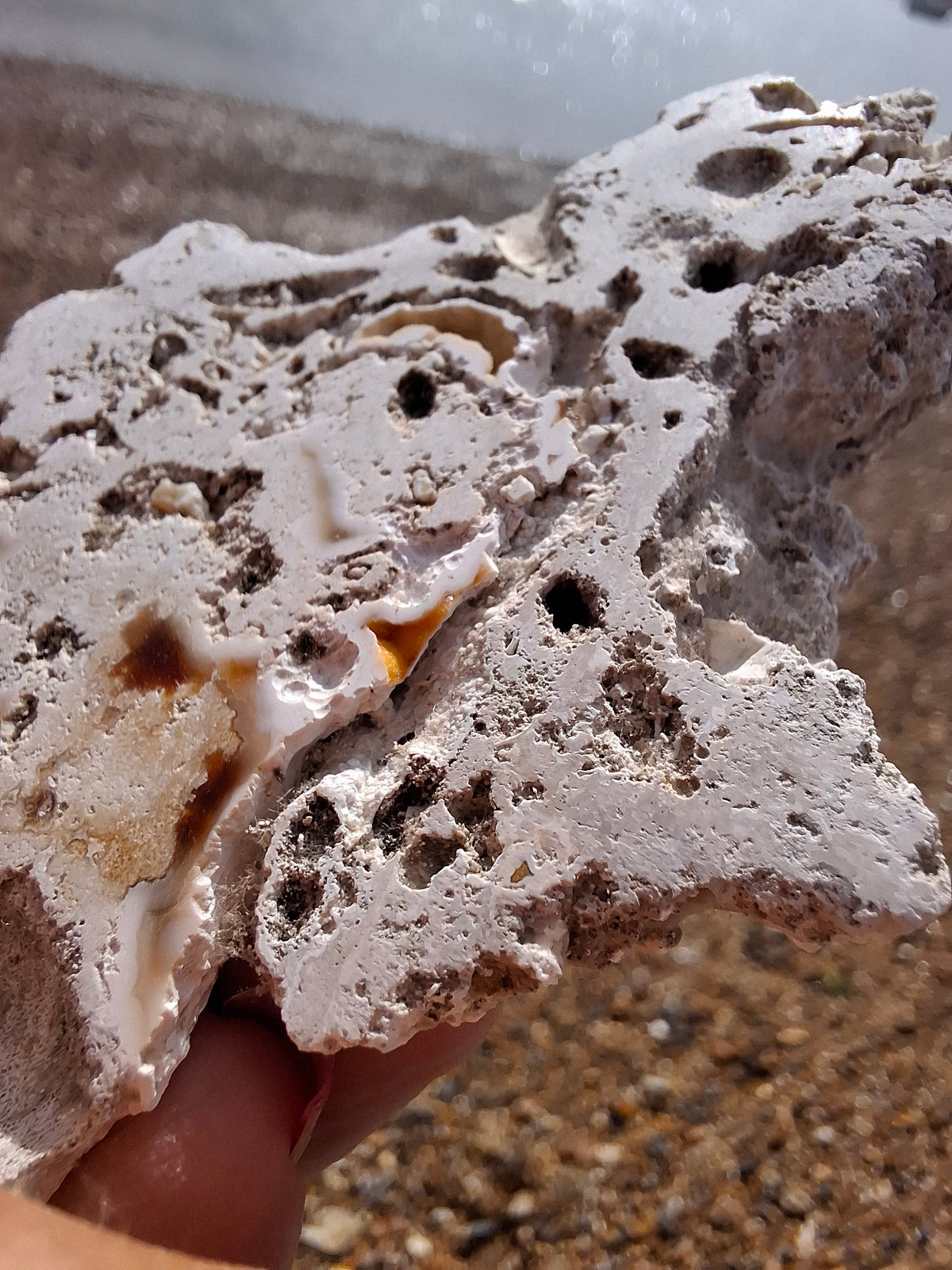 Fossilised Coral replaced by Chalcedony/Agate, Fossil (Ref: FCA1)