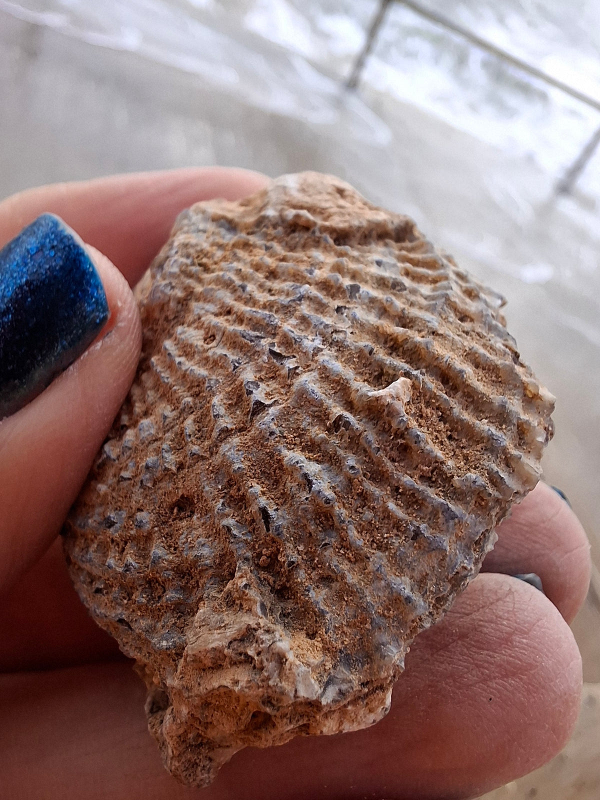 Chalcedony Oyster, Fossil (Ref: FO2)