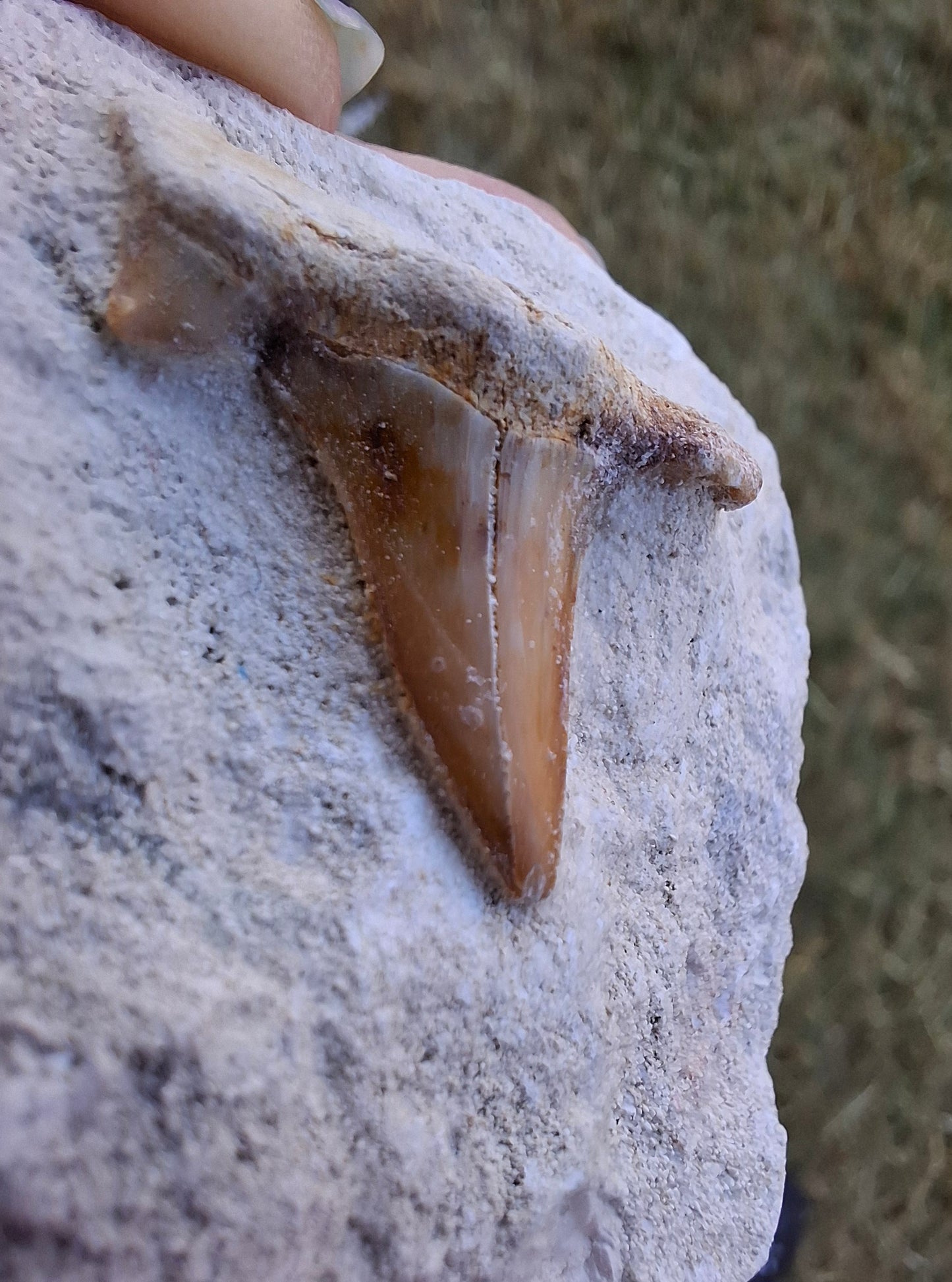 Otodus Shark Tooth, Fossil (Ref: OT4)