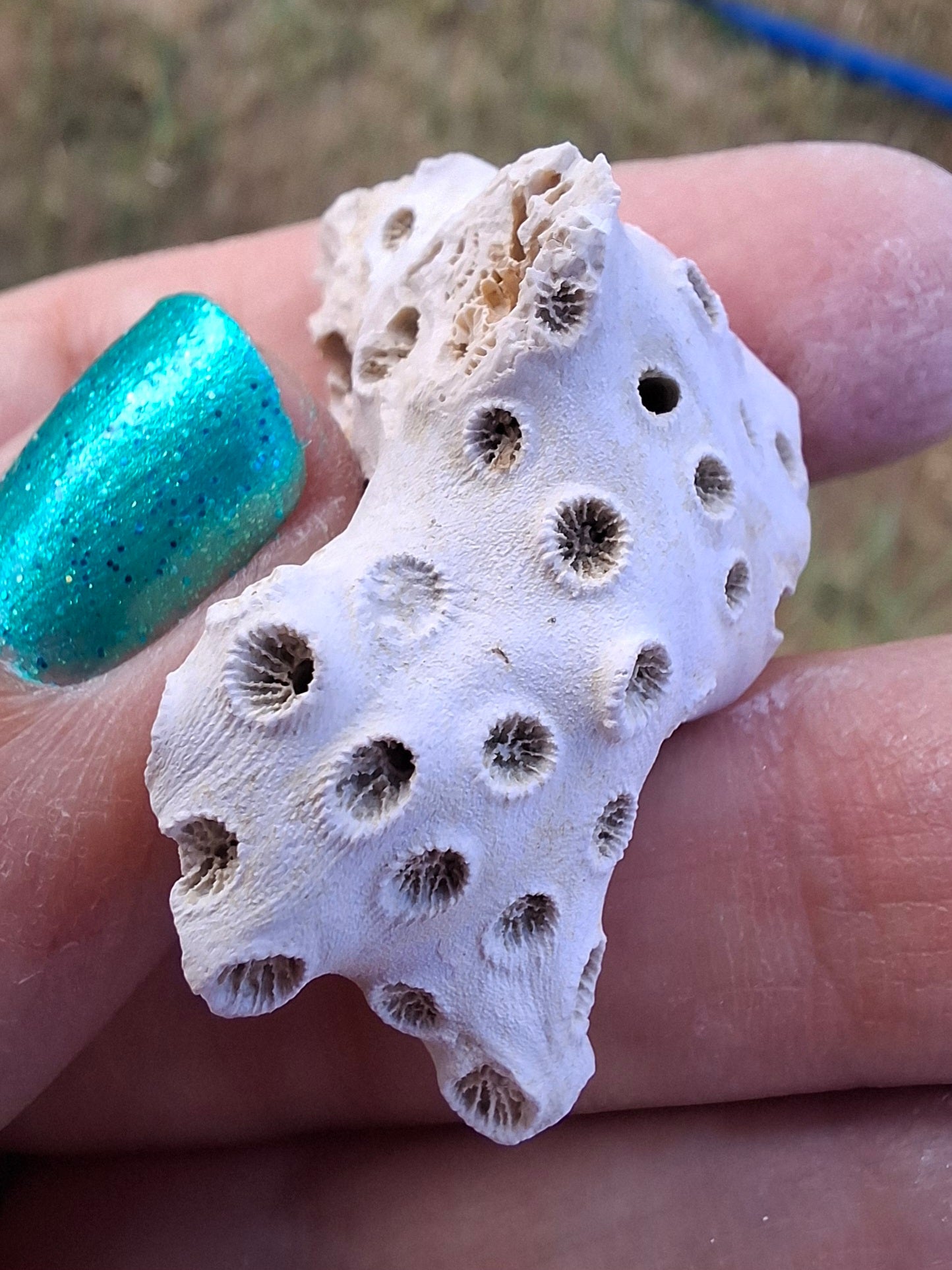 Fossil Coral, (Ref: FC4)