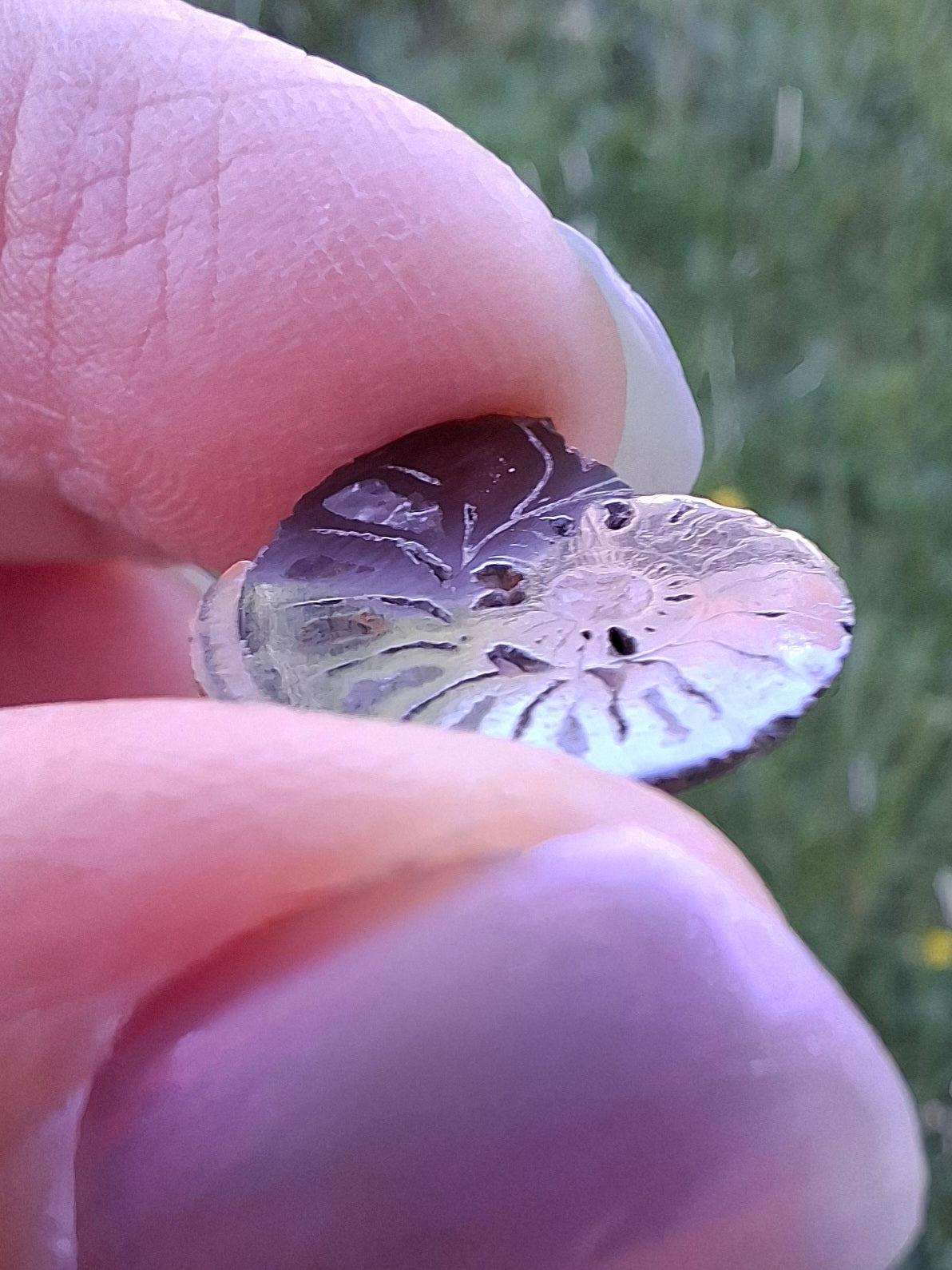 Small Haematite Ammonite HALF, 1.32g, Fossil (Ref: MA5)