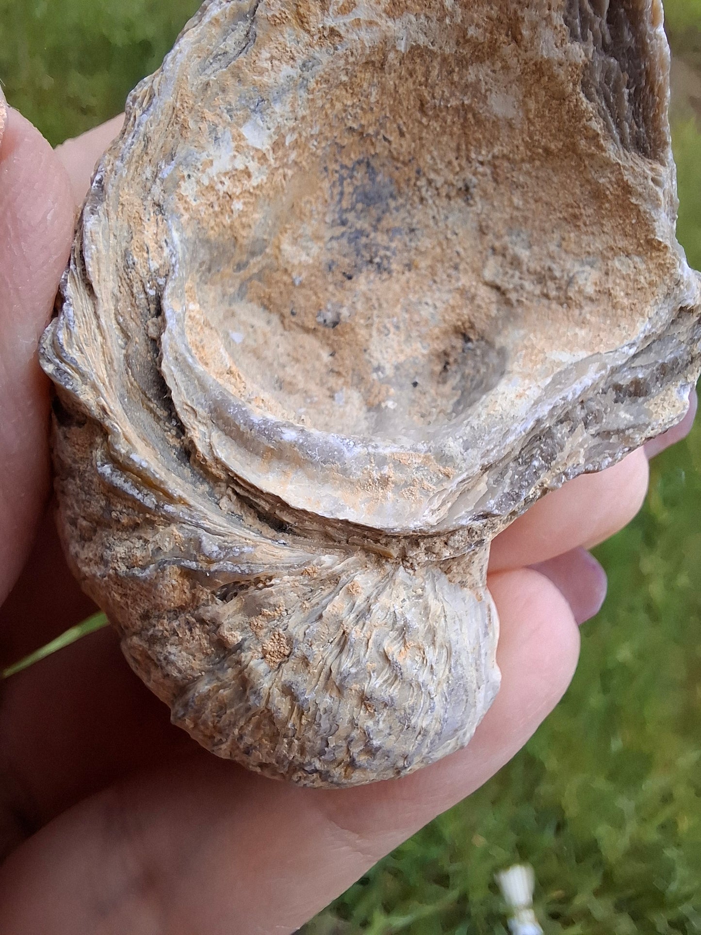 Gryphaea (Devil's Toenail), 57.53g, Fossil (Ref: G2)
