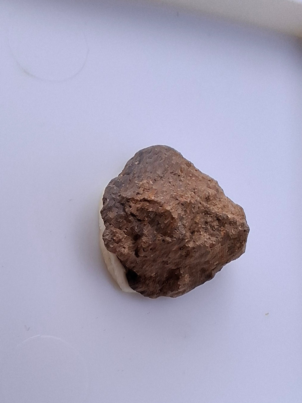 Chondrite, Meteorite (Ref: CM9)