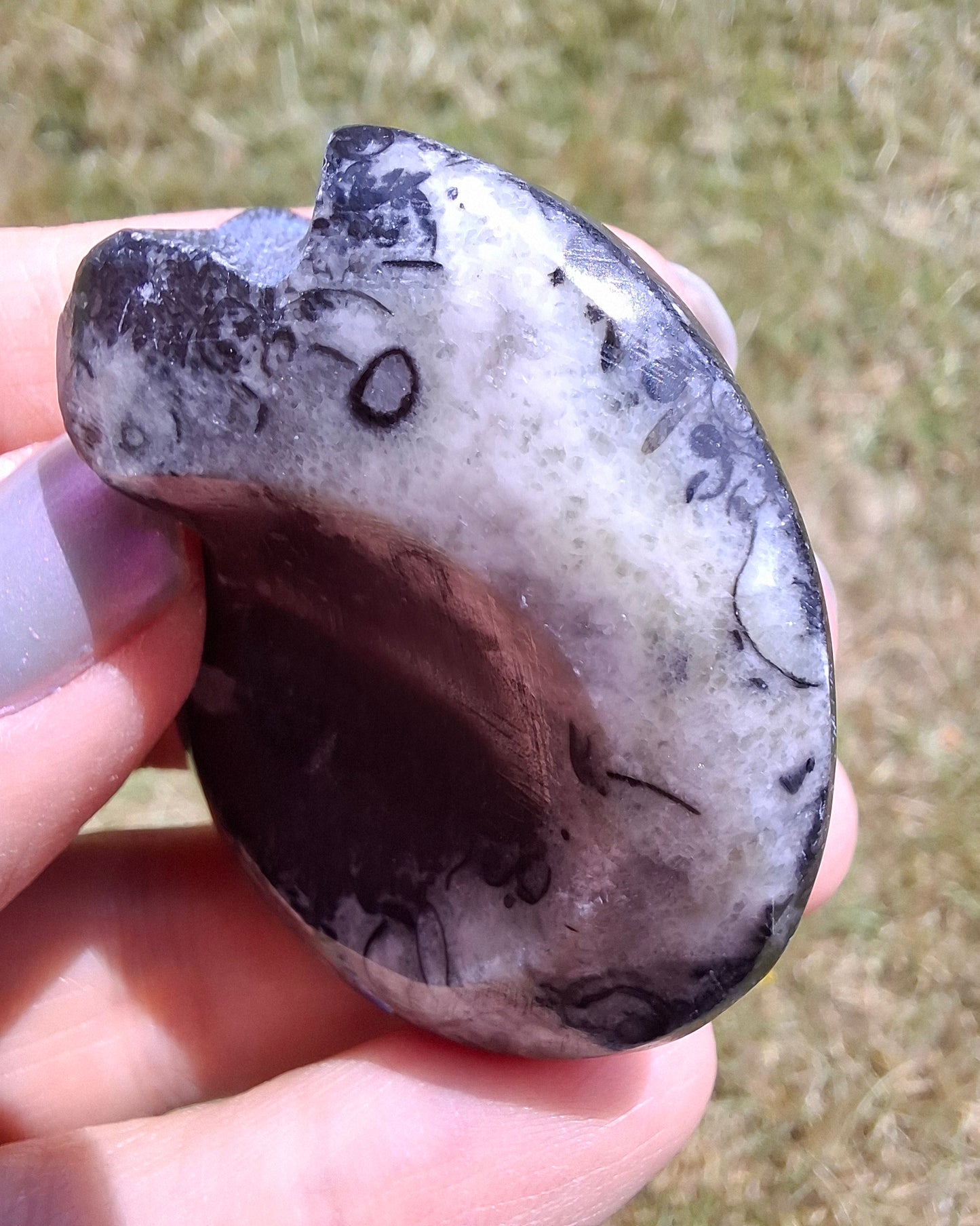 Goniatite, Fossil (Ref: GA4)