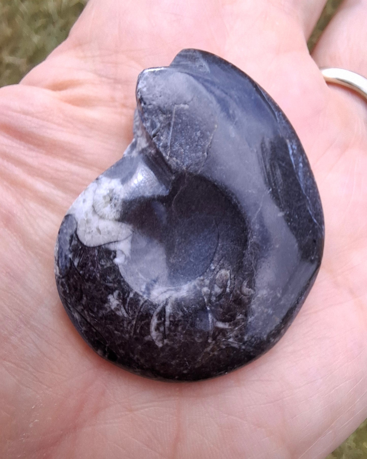 Goniatite, Fossil (Ref: GA5)