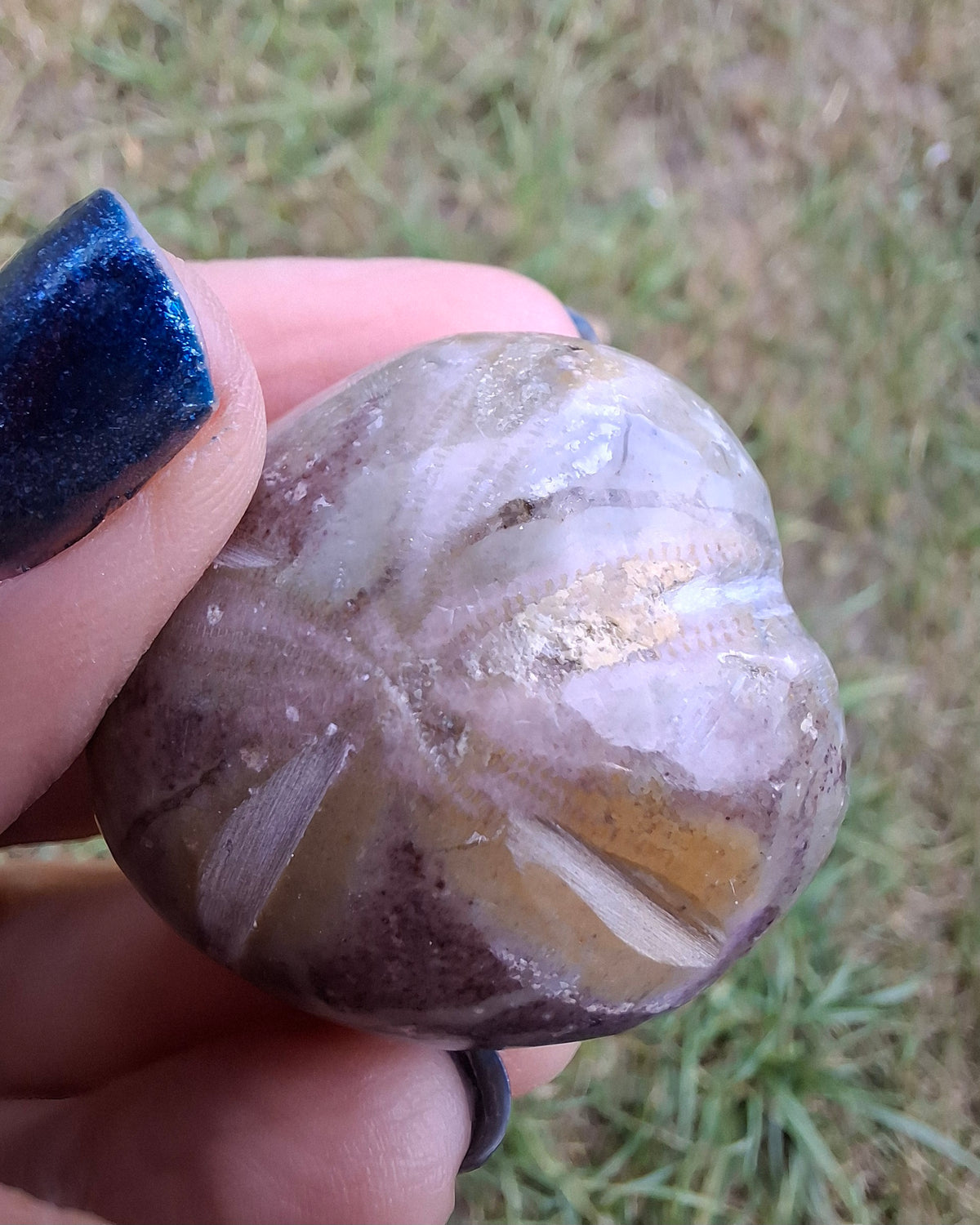 Polished Sea Urchin, Fossil (Ref: SU6)