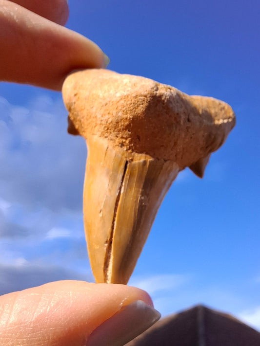 Otodus Shark Tooth, Fossil (Ref: OT 7)