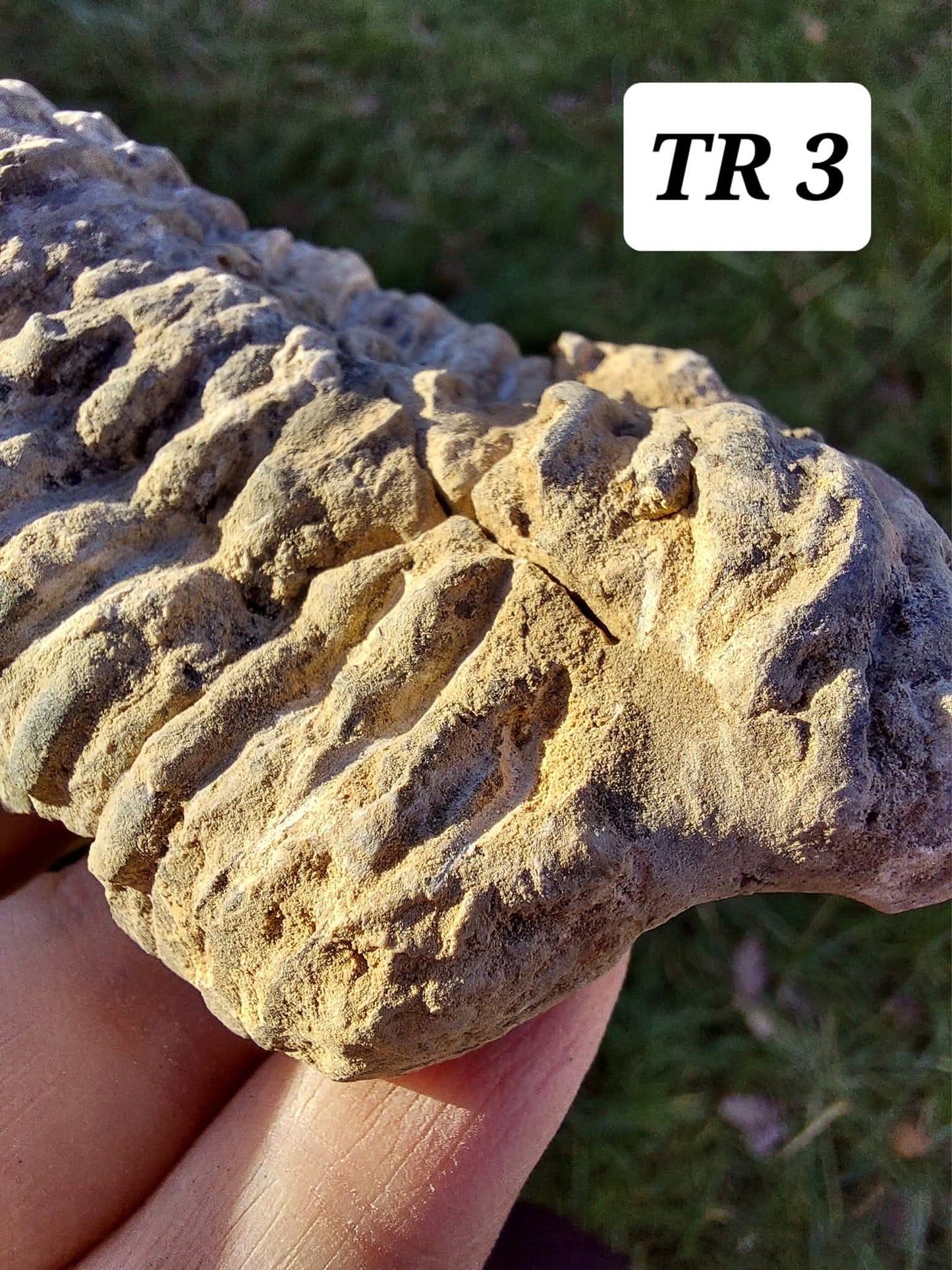Trilobite (Flexicalymene), 83.86g, Fossil (Ref: TR3)