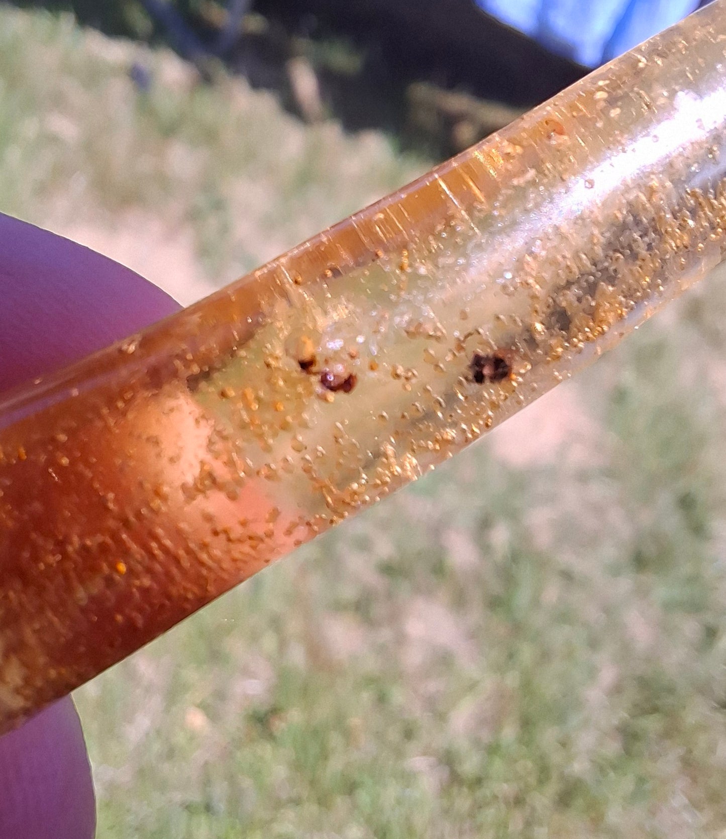 Copal Young Amber with INSECTS inside, 5.46g, Fossil (Ref: CA36)