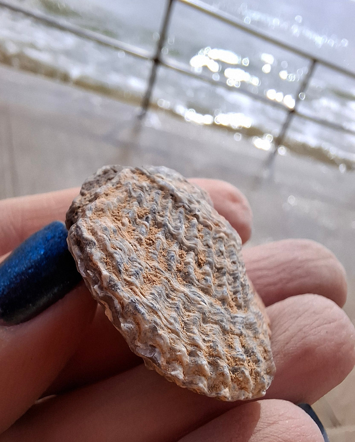 Chalcedony Oyster, Fossil (Ref: FO10)