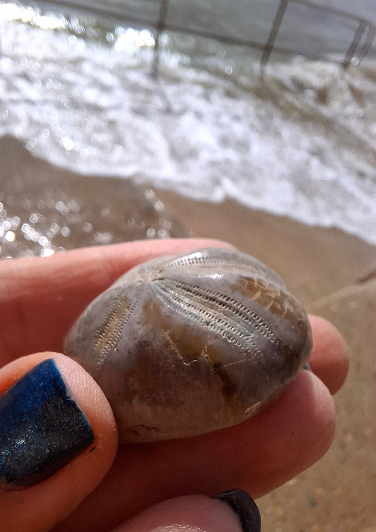 Polished Sea Urchin, Fossil (Ref: SU1)