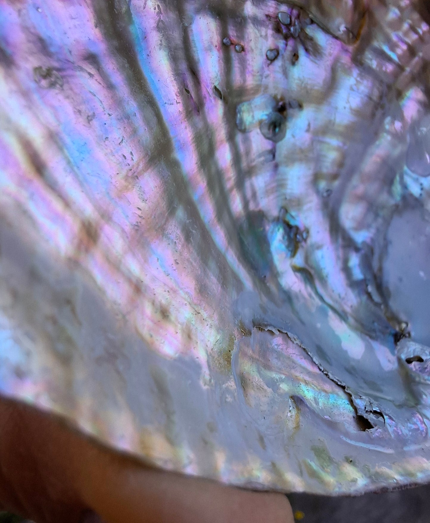 Abalone Shell, (Ref: SH1)