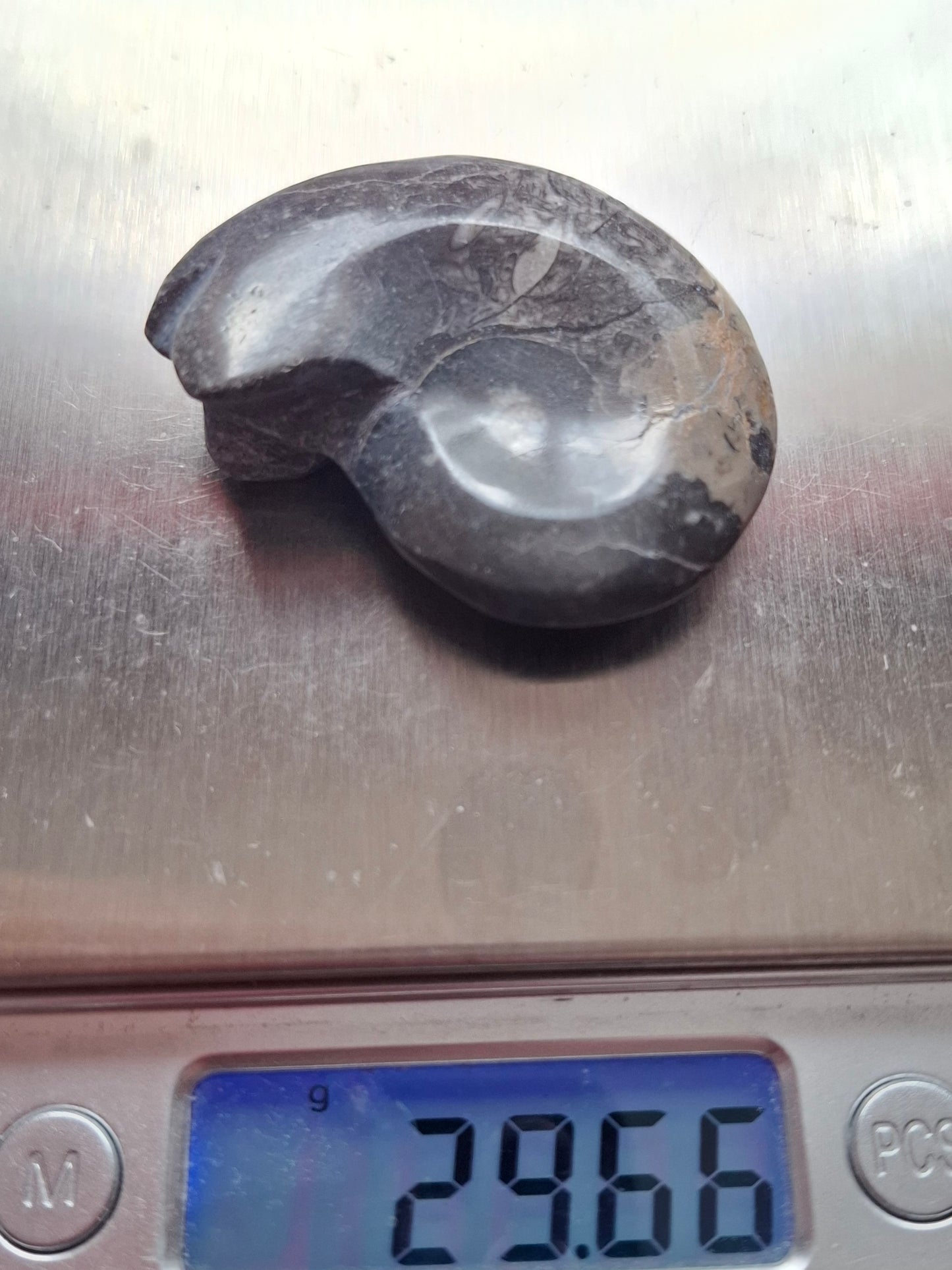 Goniatite, Fossil (Ref: GA9)