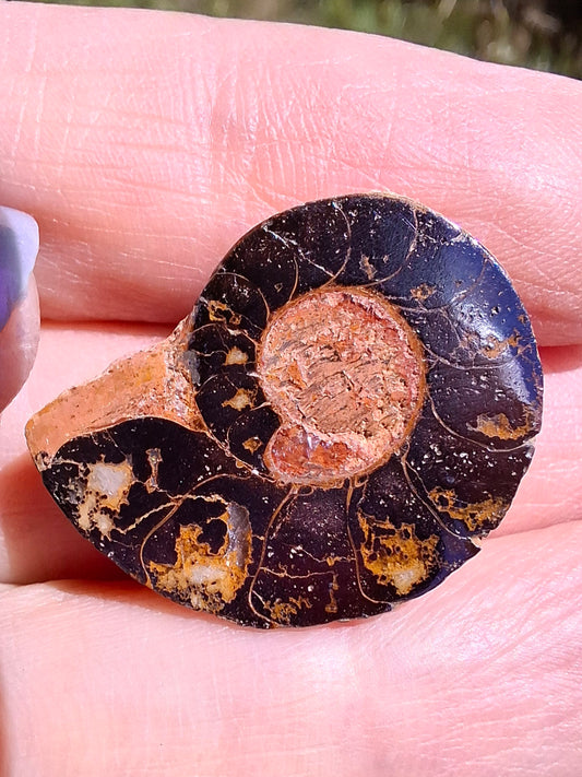 Small Haematite Ammonite HALF, (2.91g), Fossil (Ref: MA1)