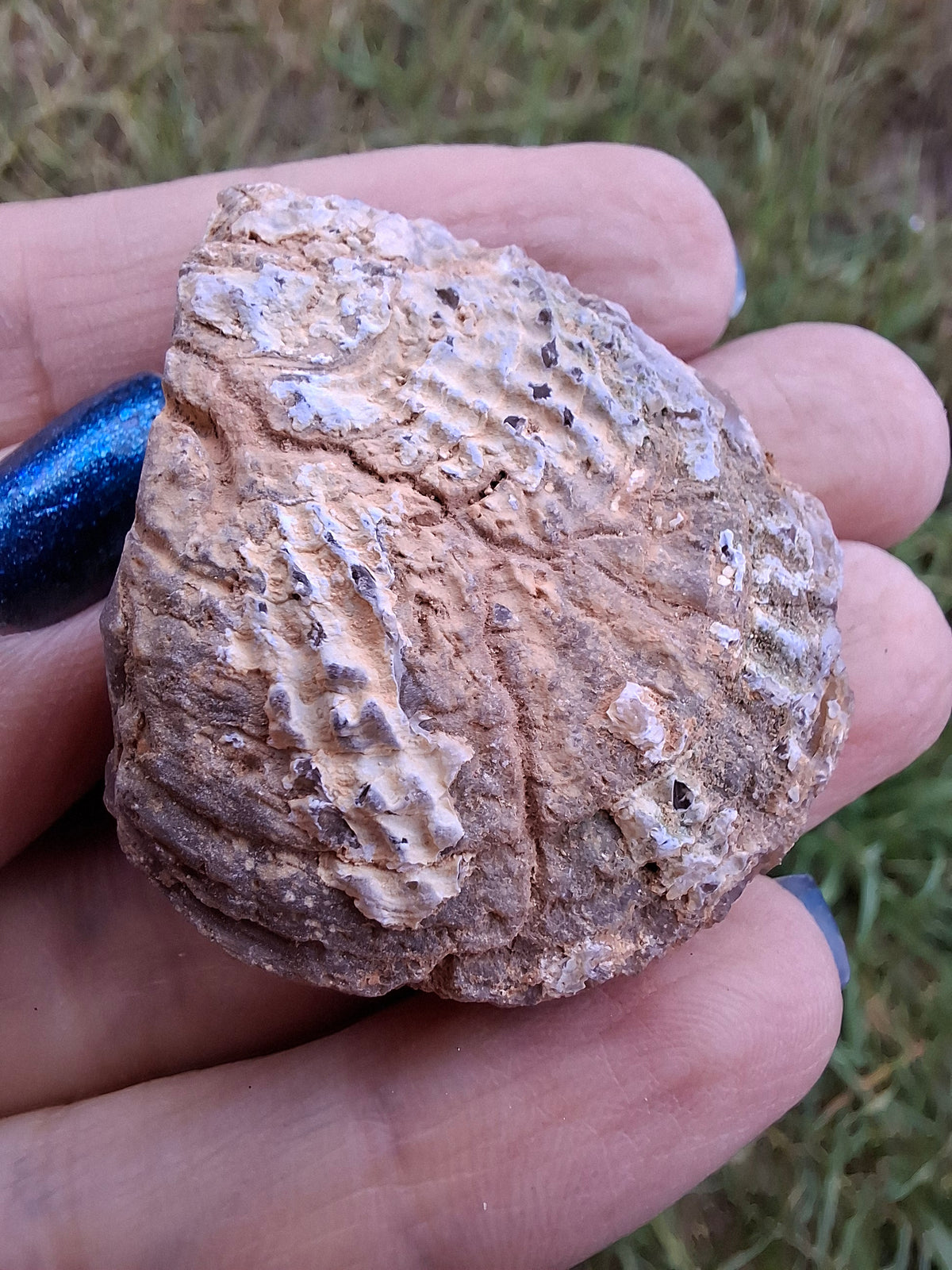 Chalcedony Oyster, Fossil (Ref: FO8)