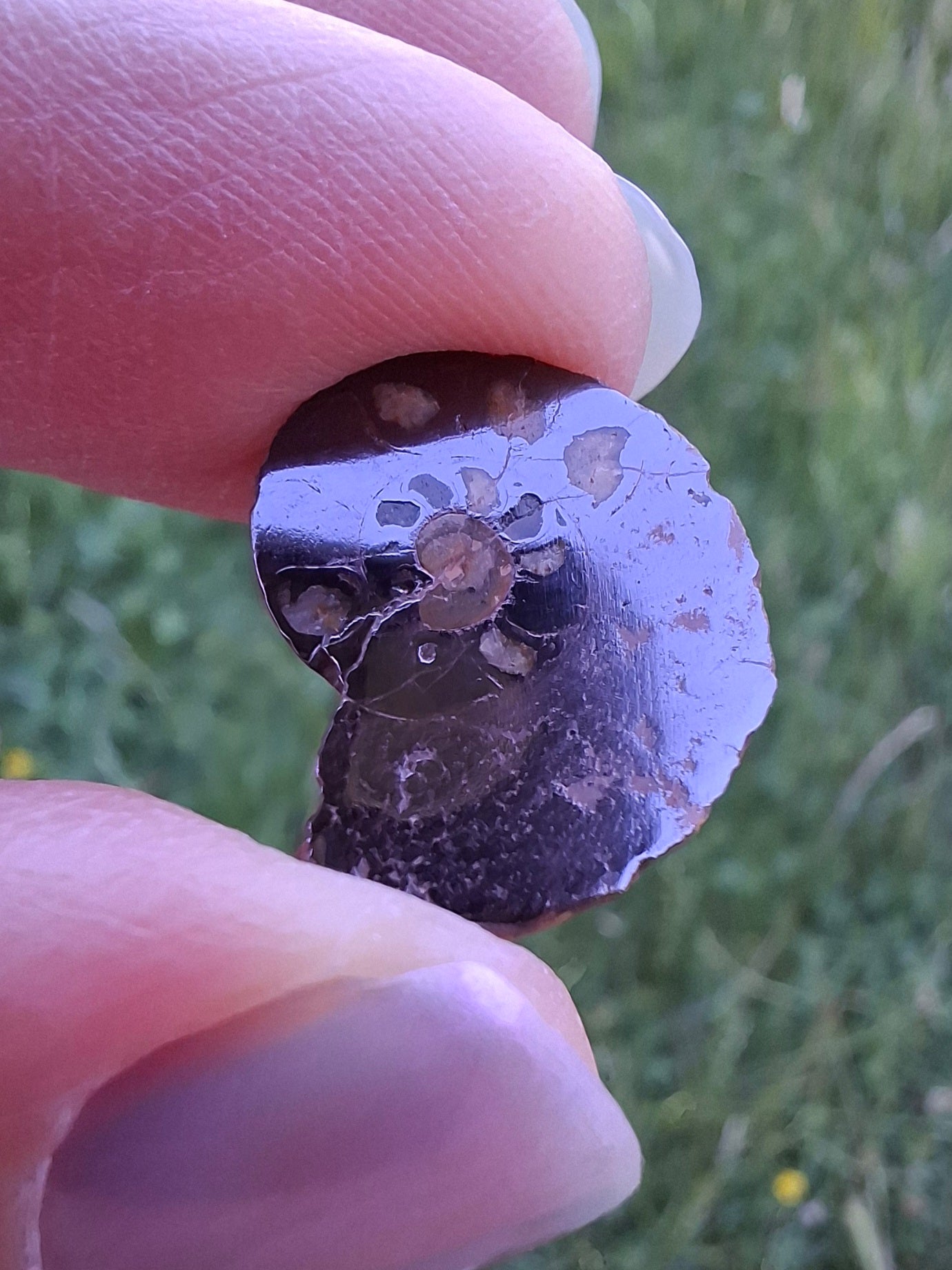 Small Haematite Ammonite HALF, 1.41g, Fossil (Ref: MA6)