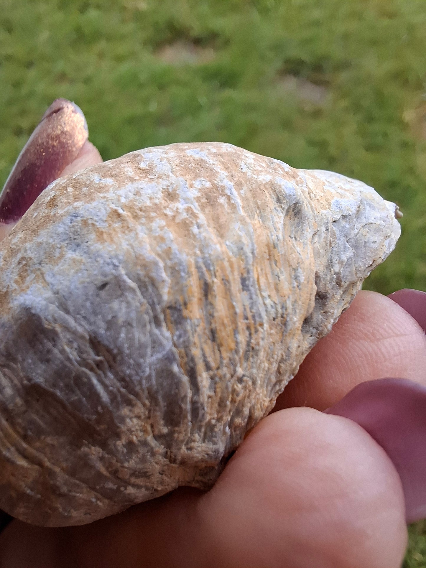 Gryphaea (Devil's Toenail), 57.53g, Fossil (Ref: G2)