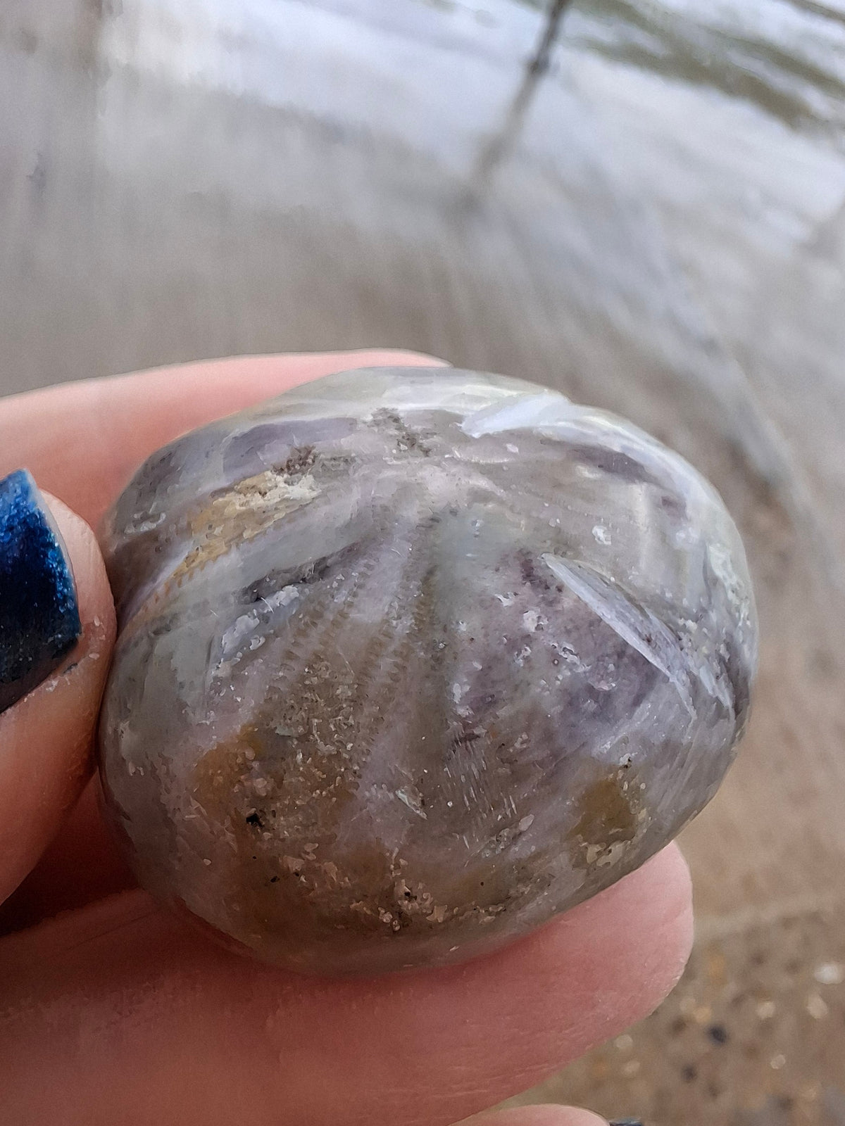 Polished Sea Urchin, Fossil (Ref: SU6)