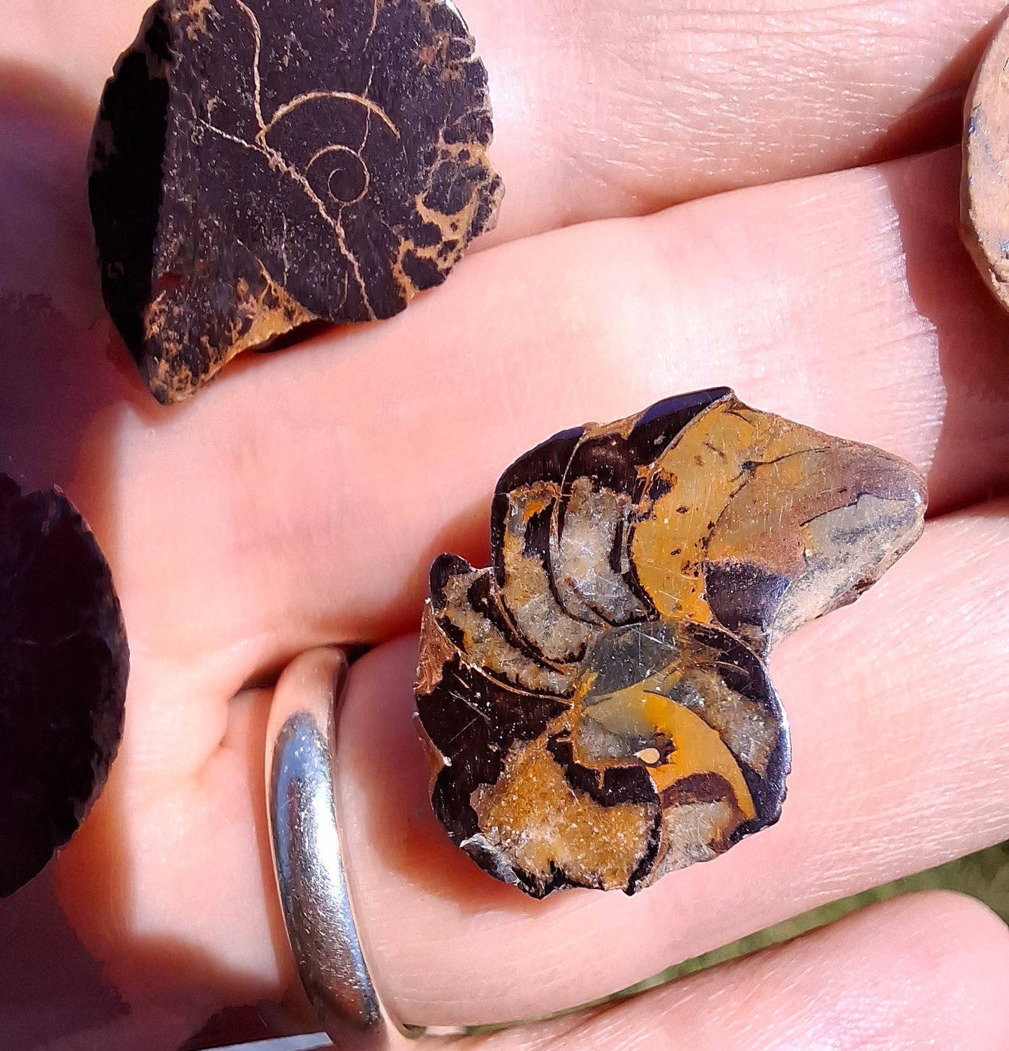 Small Haematite Ammonite Halves BUNDLE, (7 pcs), Fossil (Ref: MA13)
