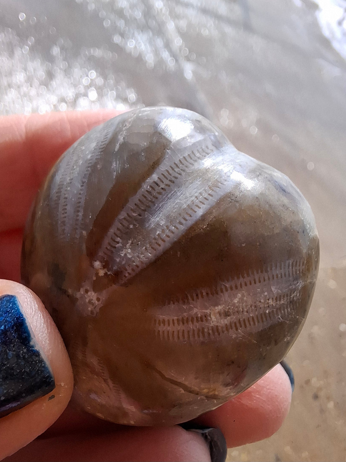 Polished Sea Urchin, Fossil (Ref: SU2)