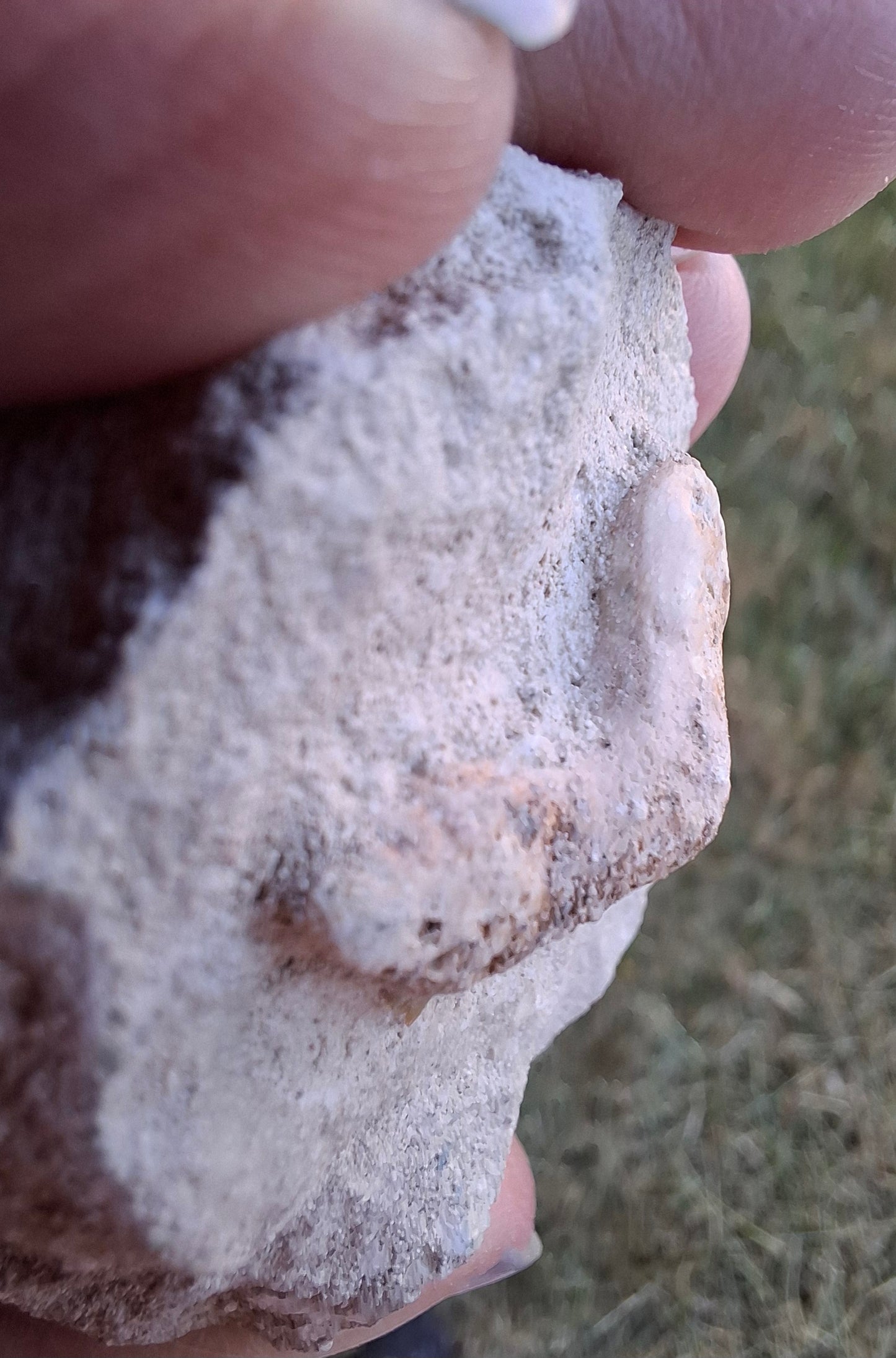 Otodus Shark Tooth in rock, Fossil (Ref: OT1)