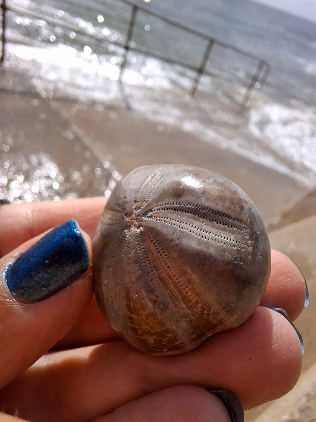 Polished Sea Urchin, Fossil (Ref: SU1)