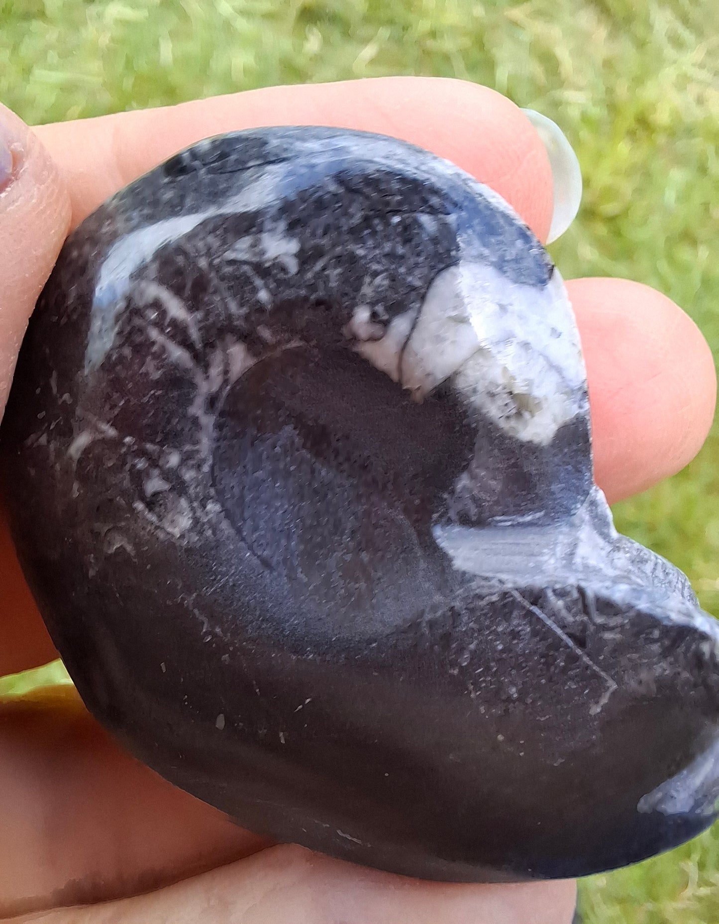 Goniatite, Fossil (Ref: GA5)