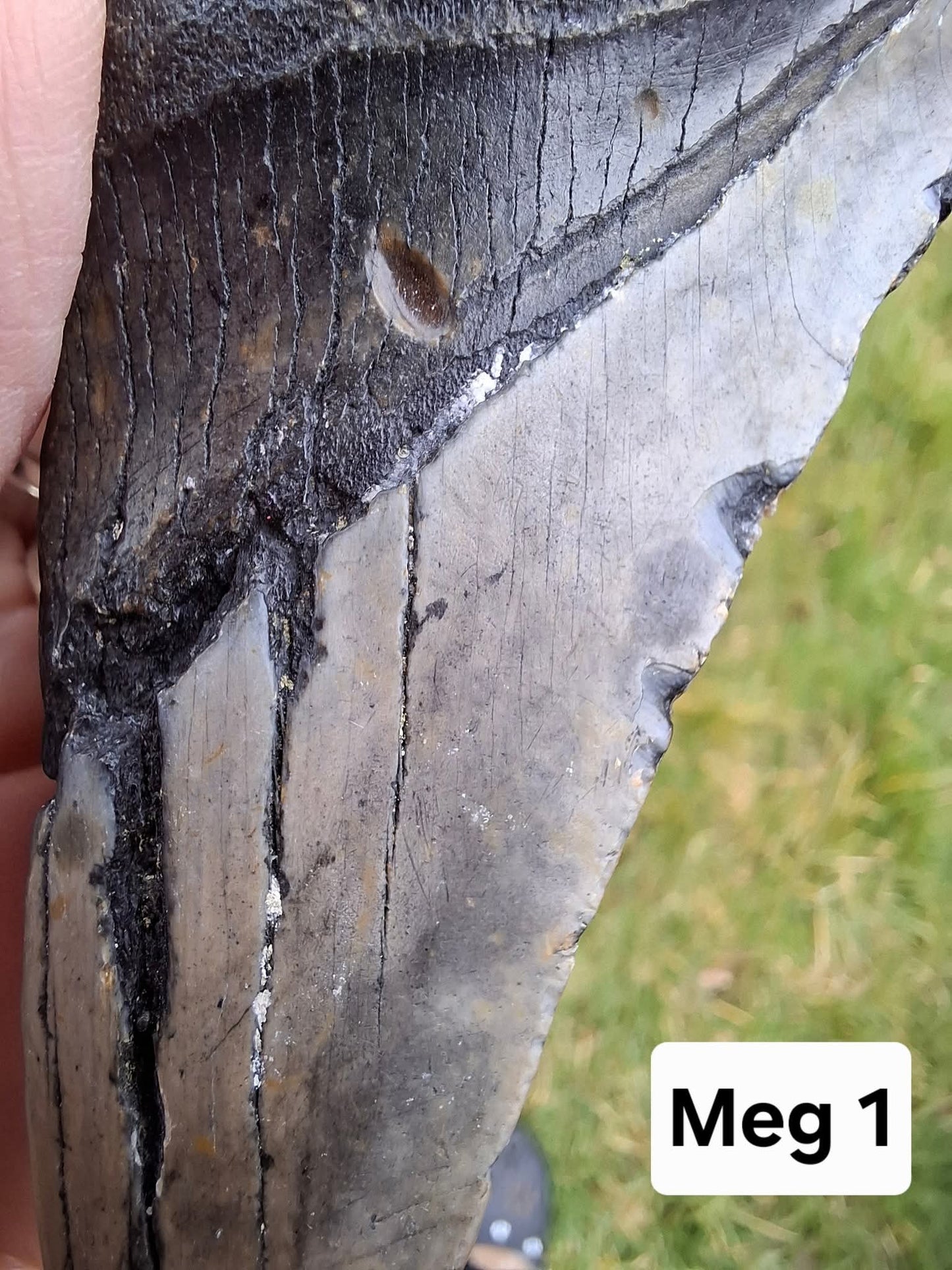 Megalodon (partial) Shark Tooth, 109.68g, Fossil (Ref: Meg1)